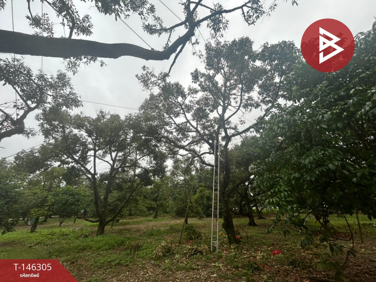 Durian orchard land for sale with house, area 9 rai 2 ngan 99 square wa, next to Sukhumvit Road, 4 lanes, Chanthaburi Province. – รูปที่ 4