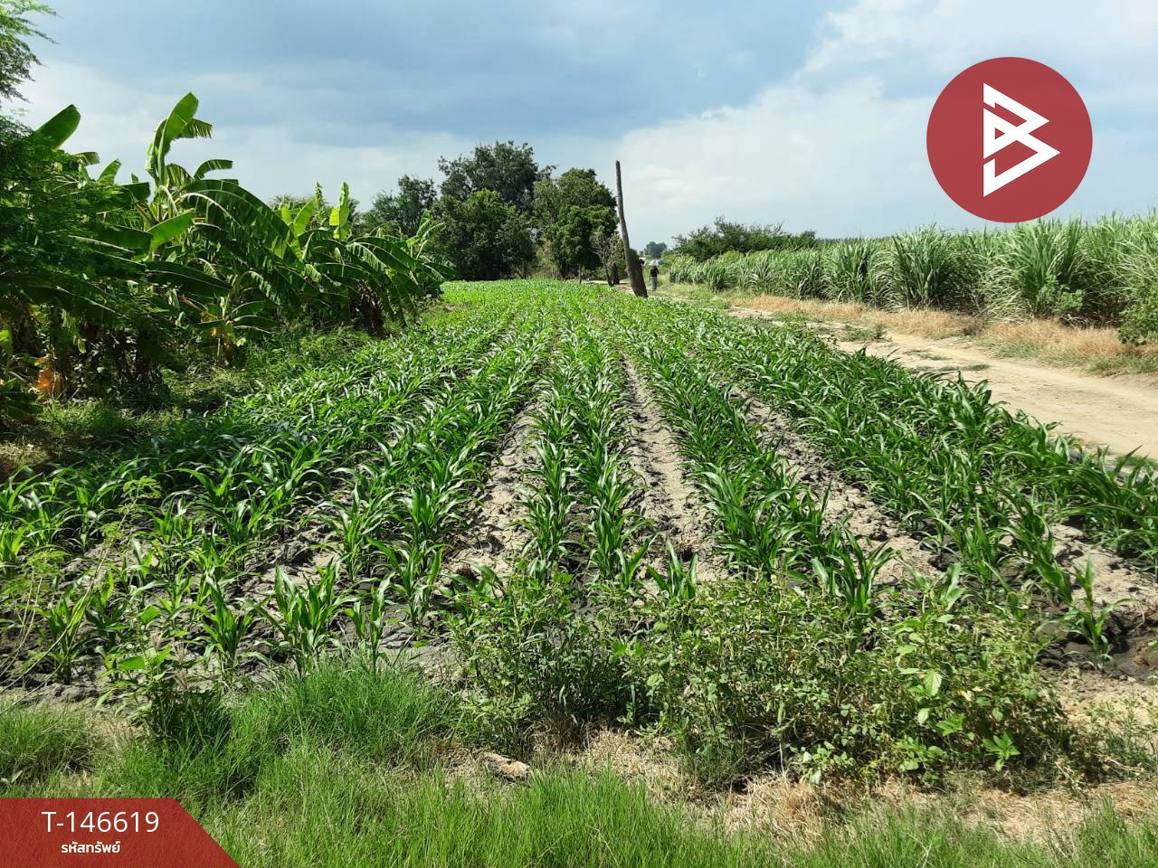 ขายที่ดิน เนื้อที่ 5 ไร่ 2 งาน ท่ามะกา กาญจนบุรี – รูปที่ 3