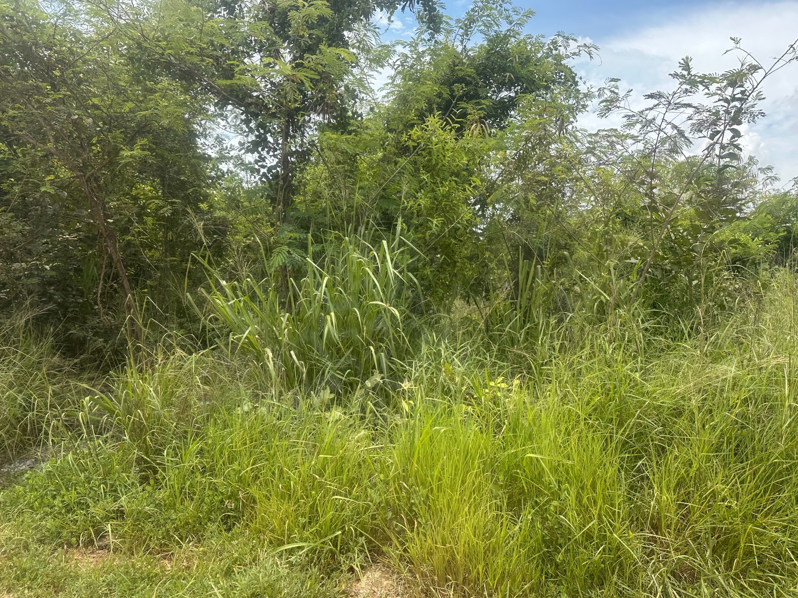 Selling cheap price, empty land, 2 ngan, 2.5 million, width 40 meters, depth 20 meters, near Bueng Nong Khot, interested line @900cqqhk tel 0859114585. – รูปที่ 3