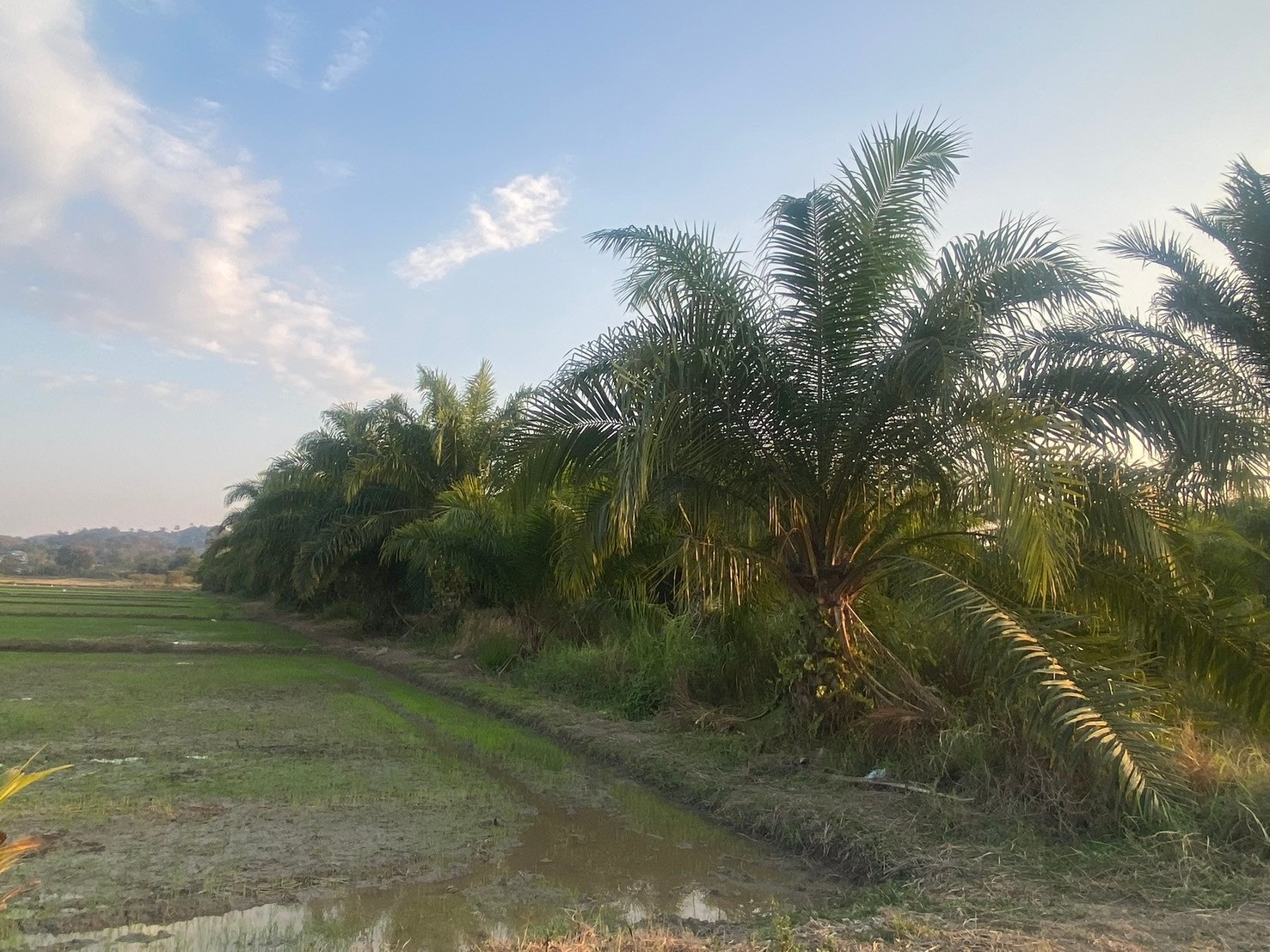 ขายที่ดินสวนปาล์มน้ำมันพร้อมรับผลผลิต 13 ไร่ 21 ตร.ว. อำเภอแม่จัน เชียงราย – รูปที่ 2