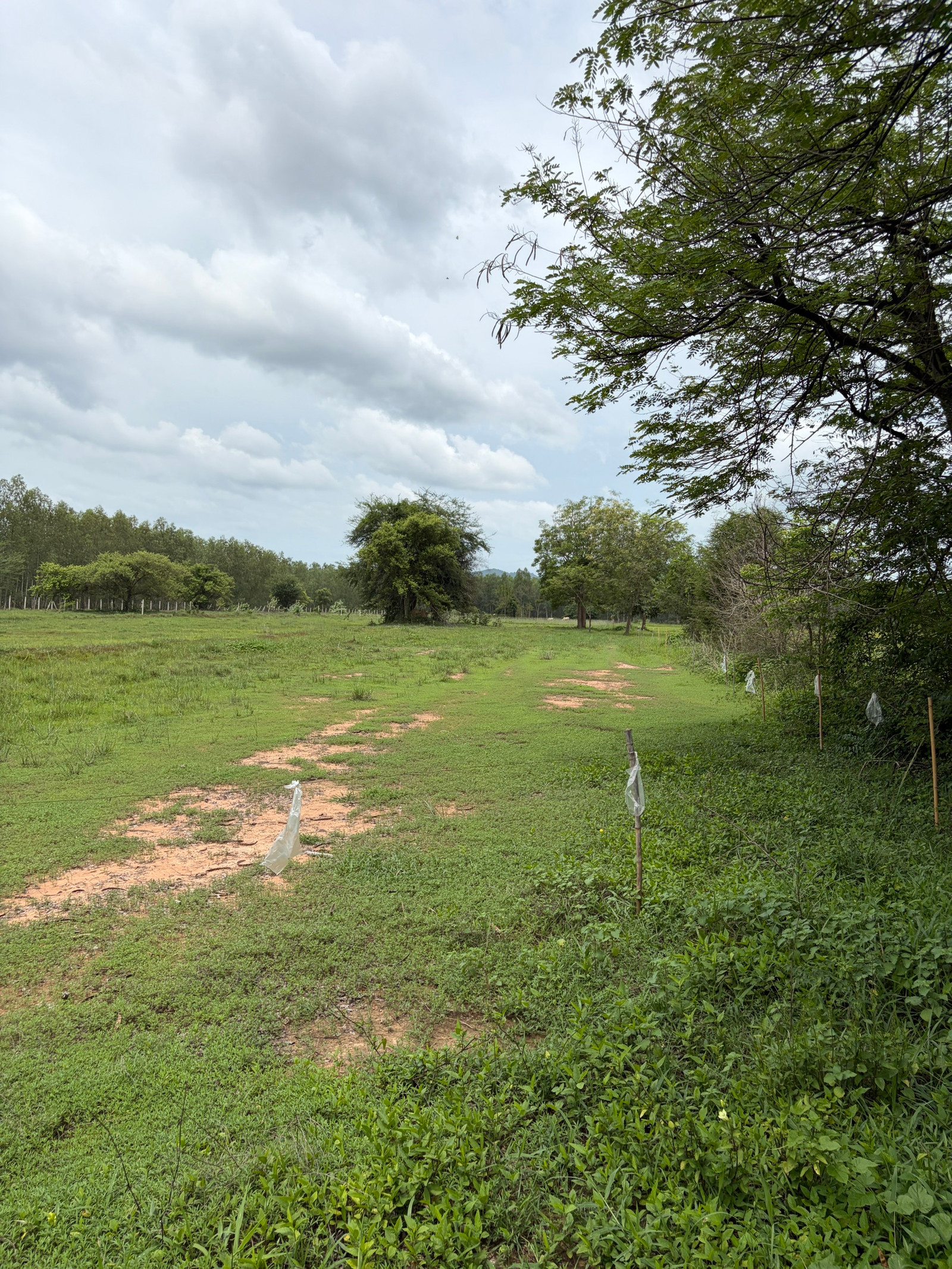 Land for sale, prime location, Ratchaburi, area 10 rai 69 square wah, wide frontage, Huai Yang Thon Subdistrict, Pak Tho District, Ratchaburi Province. – รูปที่ 3