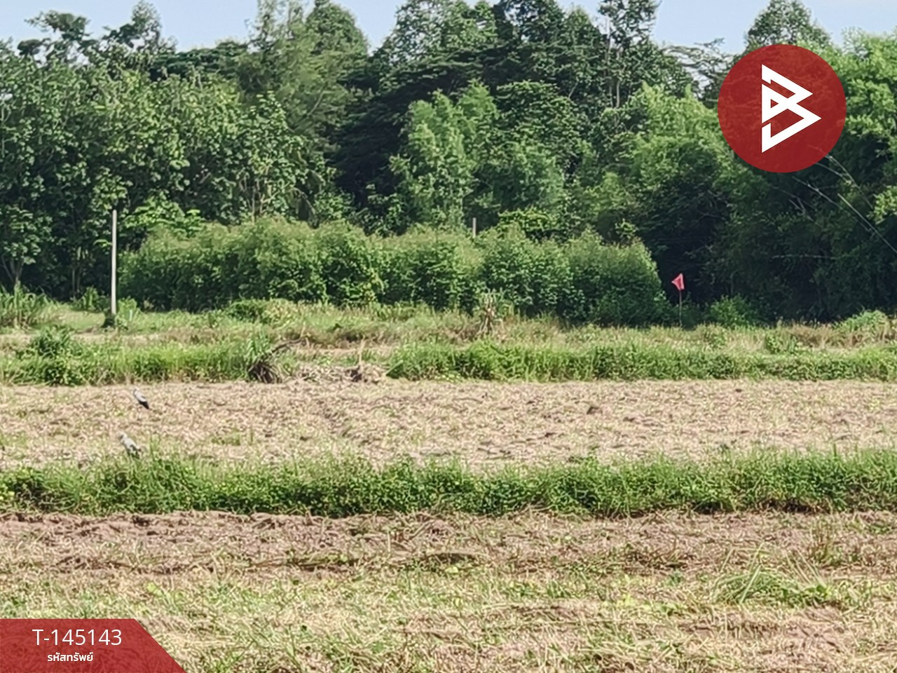 Land for sale, area 26 rai 96.6 sq m, Sanam Chai Khet, Chachoengsao. – รูปที่ 4