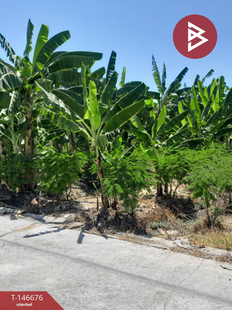 Land for sale, area 1 ngan 50 sq m, Ban Phaeo, Samut Sakhon – รูปที่ 3