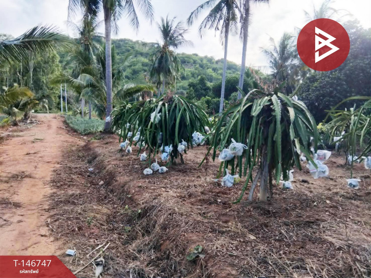 ขายที่ดิน เนื้อที่ 4 ไร่ 25 ตร.วา ปราณบุรี ประจวบคีรีขันธ์ – รูปที่ 2
