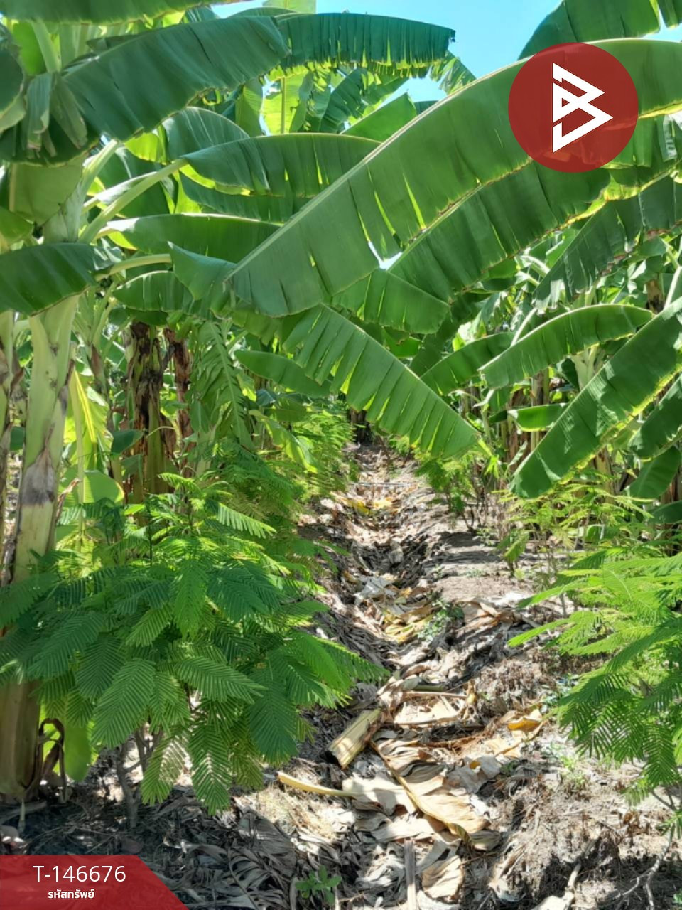 Land for sale, area 1 ngan 50 sq m, Ban Phaeo, Samut Sakhon – รูปที่ 4