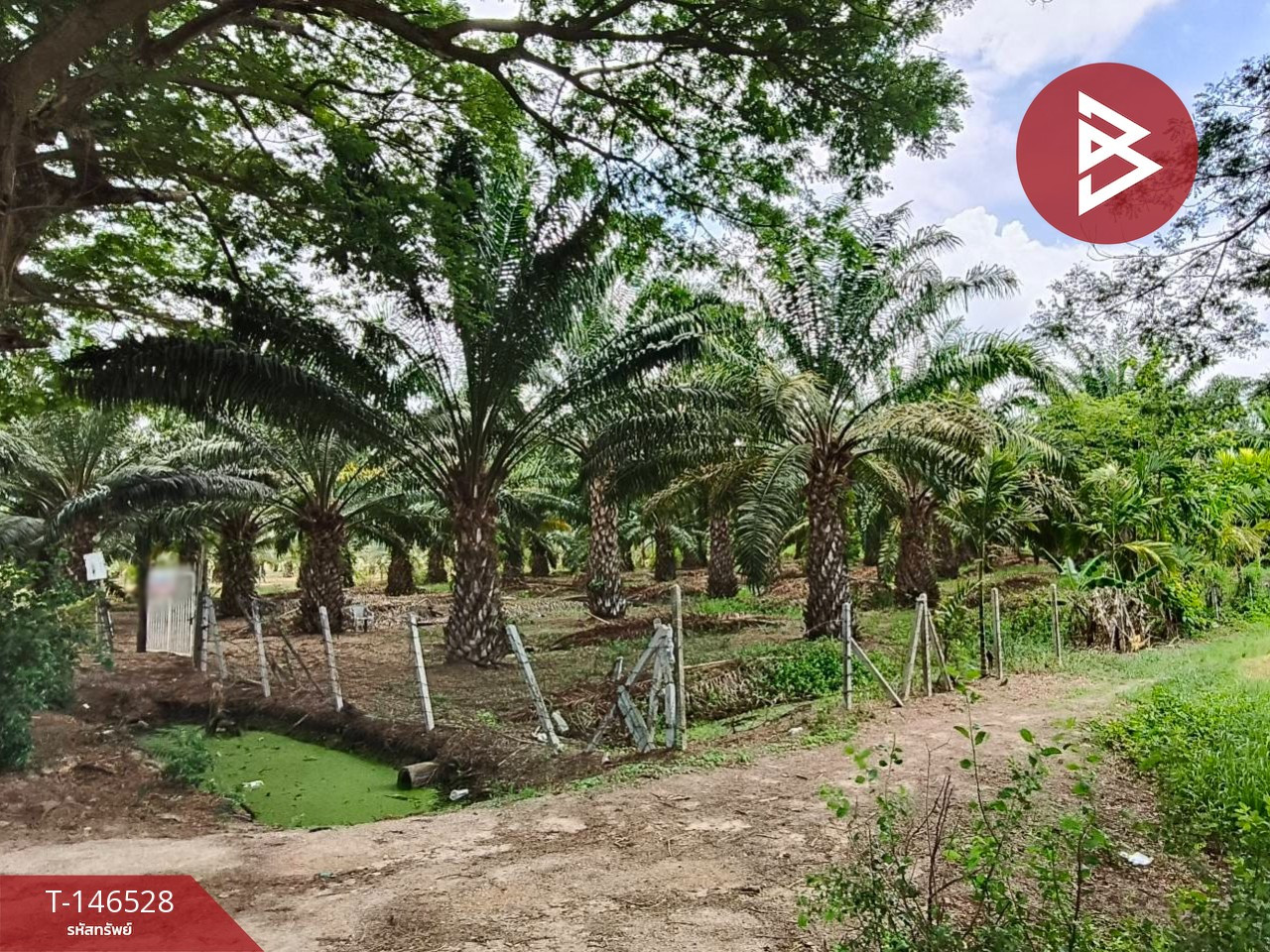 ขายที่ดินพร้อมสวน เนื้อที่ 4 ไร่ 2 งาน 58 ตร.วา ชะอำ เพชรบุรี ขายที่ดินพร้อมสวน เนื้อที่ 4 ไร่ 2 งาน 58 ตร.วา ชะอำ เพชรบุรี