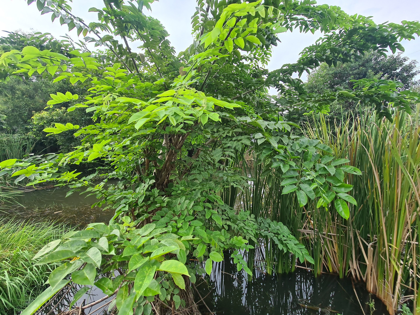 Land for sale in Nong Suea, 40 rai, opposite Nopparat Subdistrict Administrative Organization. – รูปที่ 4