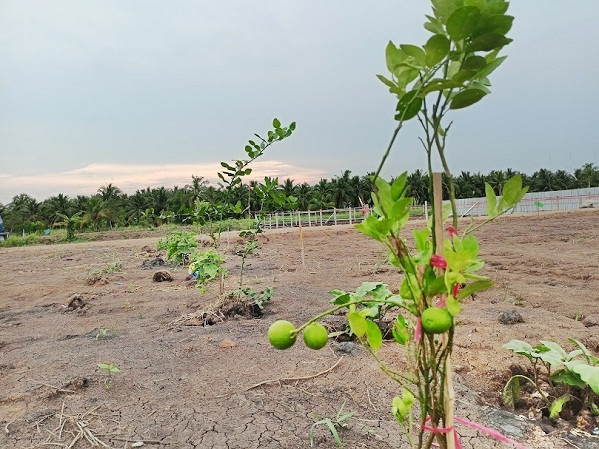 : August land for sale - lowest price, good value at Khlong 11, Nong Suea at Khlong 11, Nong Suea, Pathum Thani T.062-1574449 – รูปที่ 4