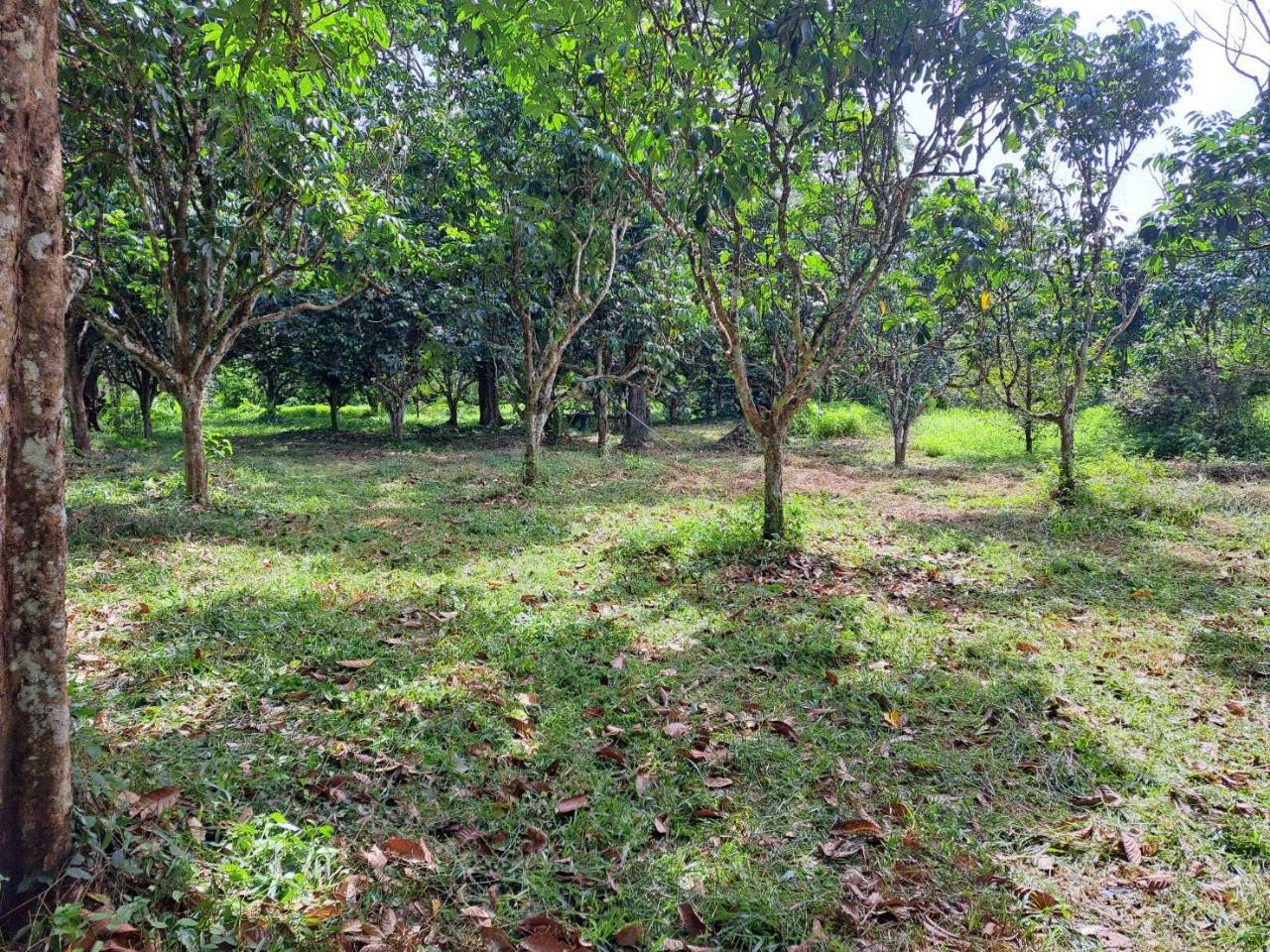 Land for Sale – Pa Khlok Subdistrict, Thalang District, Phuket