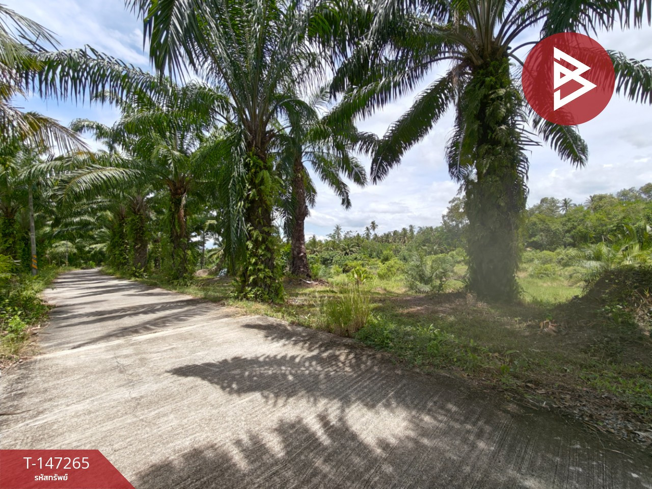 Land for sale, area 7 rai 1 ngan 80.1 sq m, Pak Phun, Nakhon Si Thammarat. Land for sale, area 7 rai 1 ngan 80.1 sq m, Pak Phun, Nakhon Si Thammarat.