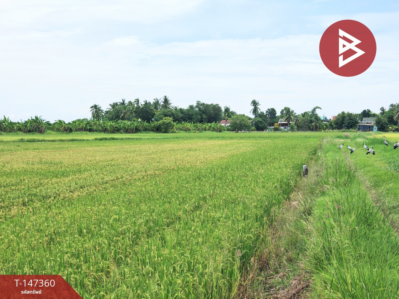 Land for sale, 4 rai 11 square wah, U Thong, Suphanburi. – รูปที่ 4