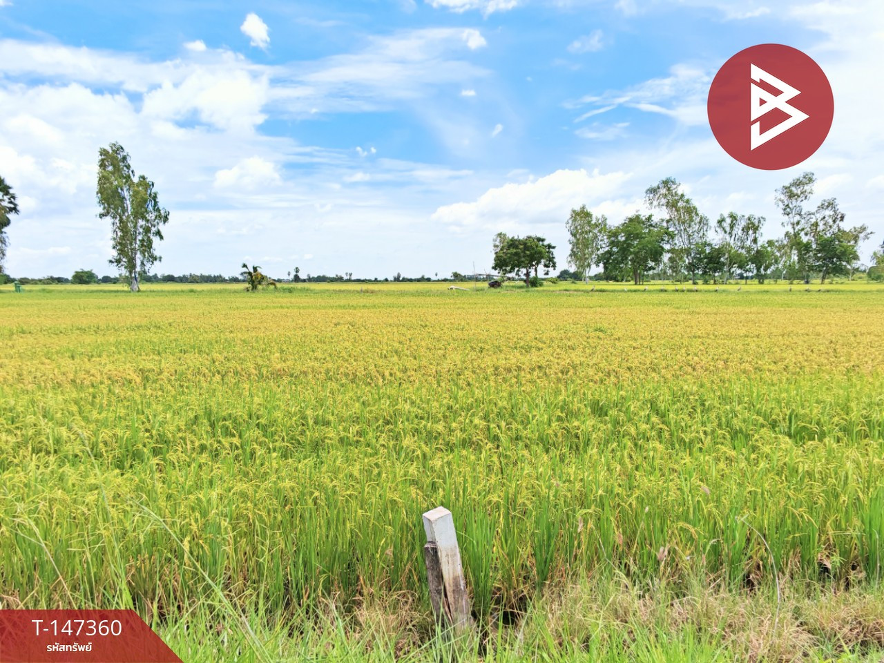 Land for sale, 4 rai 11 square wah, U Thong, Suphanburi. – รูปที่ 2