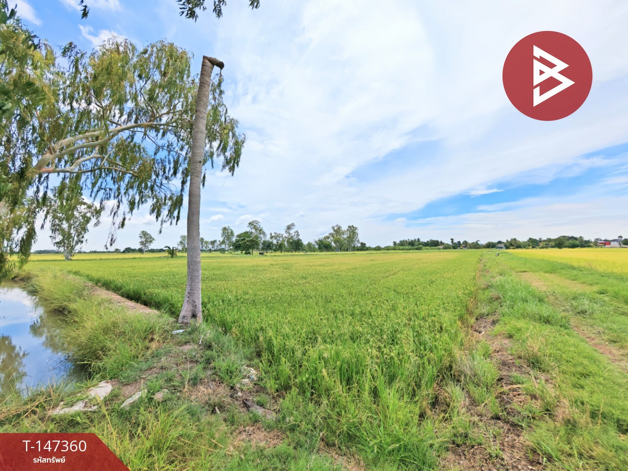 Land for sale, 4 rai 11 square wah, U Thong, Suphanburi. – รูปที่ 3