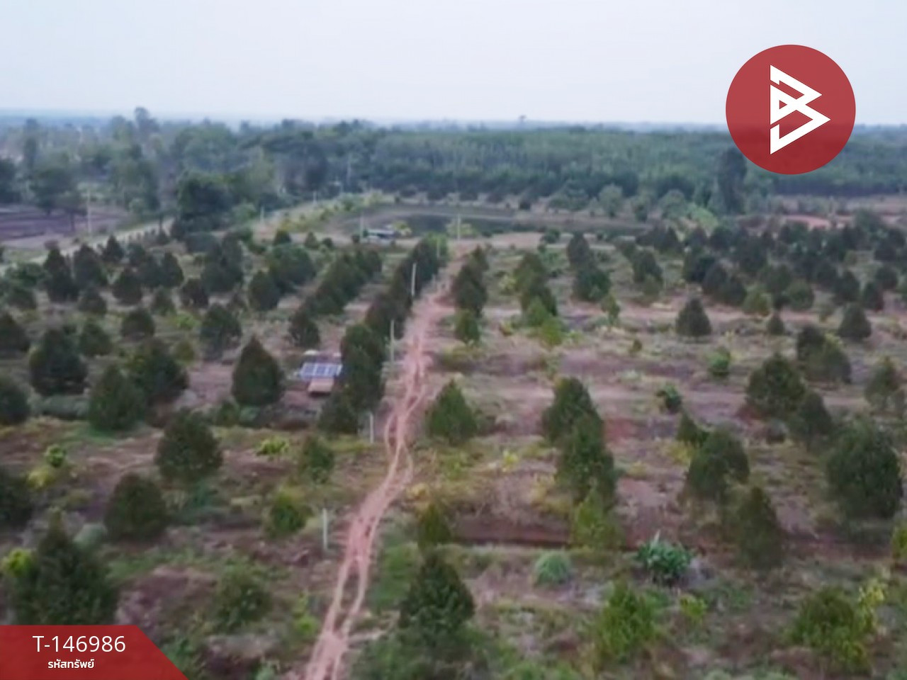 ขายที่ดินสวนทุเรียน เนื้อที่ 41 ไร่ 2 งาน 75.4 ตร.วา อ.โพนสวรรค์ นครพนม – รูปที่ 3