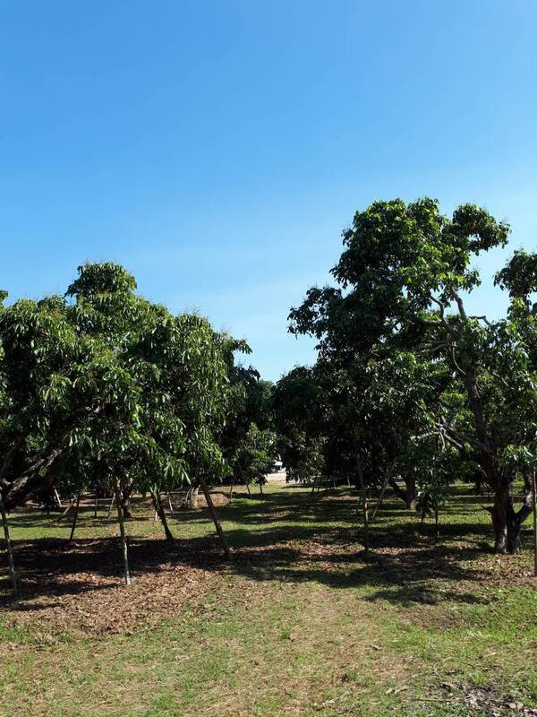 Land for sale with building, 10 rai, next to the road, Ban Paen Subdistrict, Mueang District, Lamphun, width 120 m. – รูปที่ 3