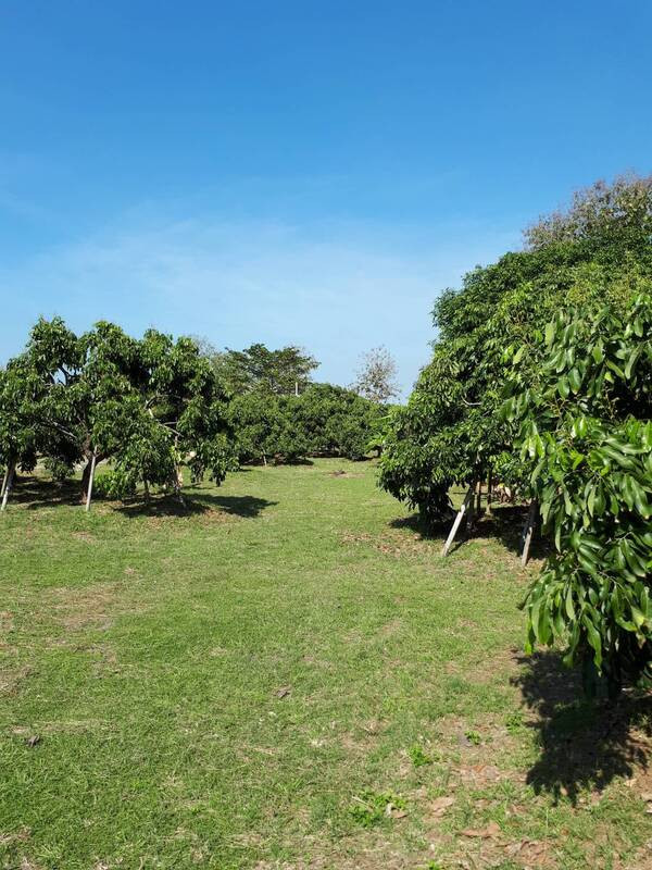 Land for sale with building, 10 rai, next to the road, Ban Paen Subdistrict, Mueang District, Lamphun, width 120 m. – รูปที่ 2
