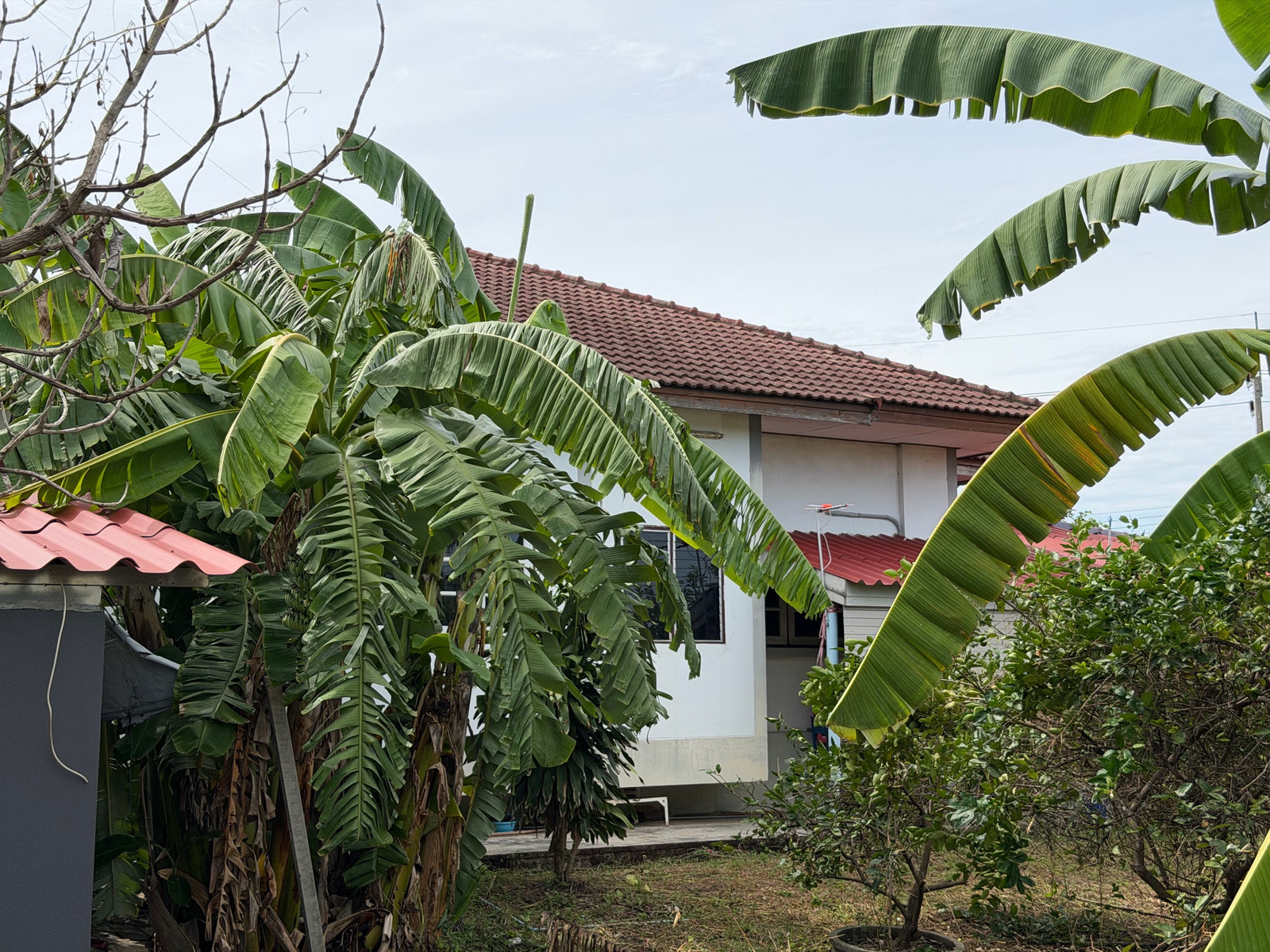 ขายบ้านสวนพร้อมที่ดิน 1ไร่ 26 ตร.ว.นครปฐม ดอนตูม – รูปที่ 3
