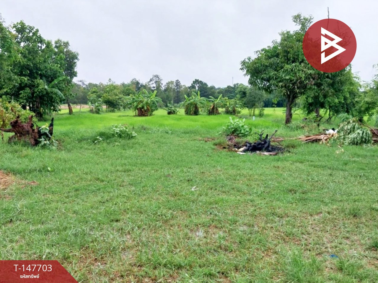Land for sale, area 3 rai, Kaeng Loeng Chan, Maha Sarakham, next to the road. Land for sale, area 3 rai, Kaeng Loeng Chan, Maha Sarakham, next to the road.