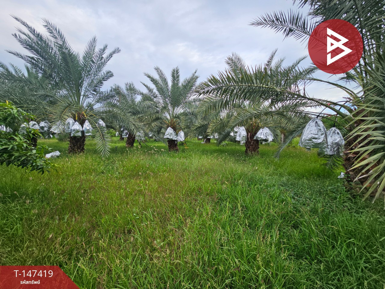 Single house for sale with land, area 12 rai 3 ngan 46 sq m, Khok Samrong, Lopburi. – รูปที่ 2