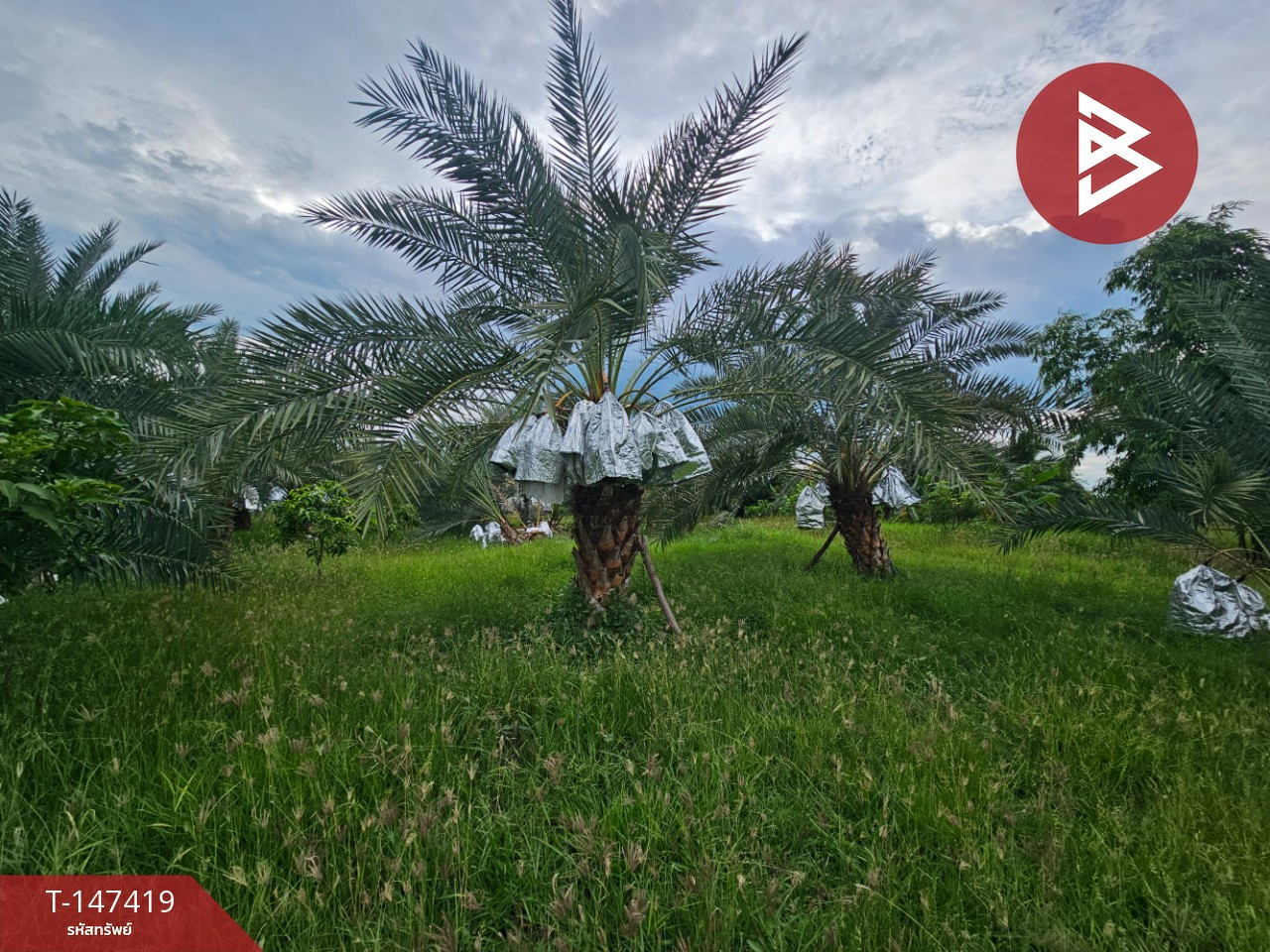 Single house for sale with land, area 12 rai 3 ngan 46 sq m, Khok Samrong, Lopburi. – รูปที่ 4