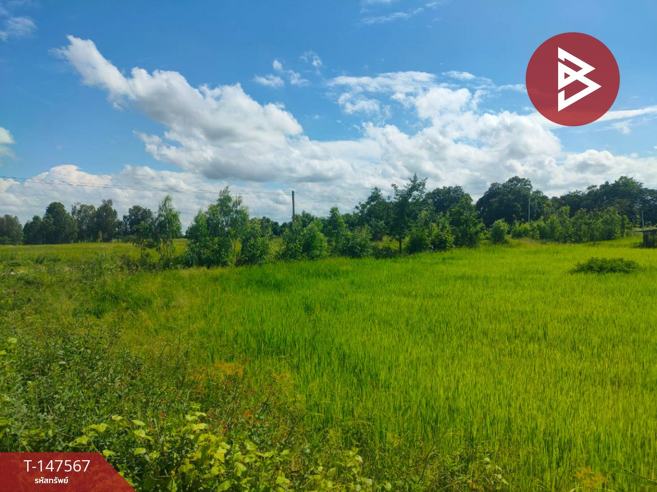 Land for sale, area 44 rai 2 ngan 37 sq m, Kong Krailat, Sukhothai. – รูปที่ 2