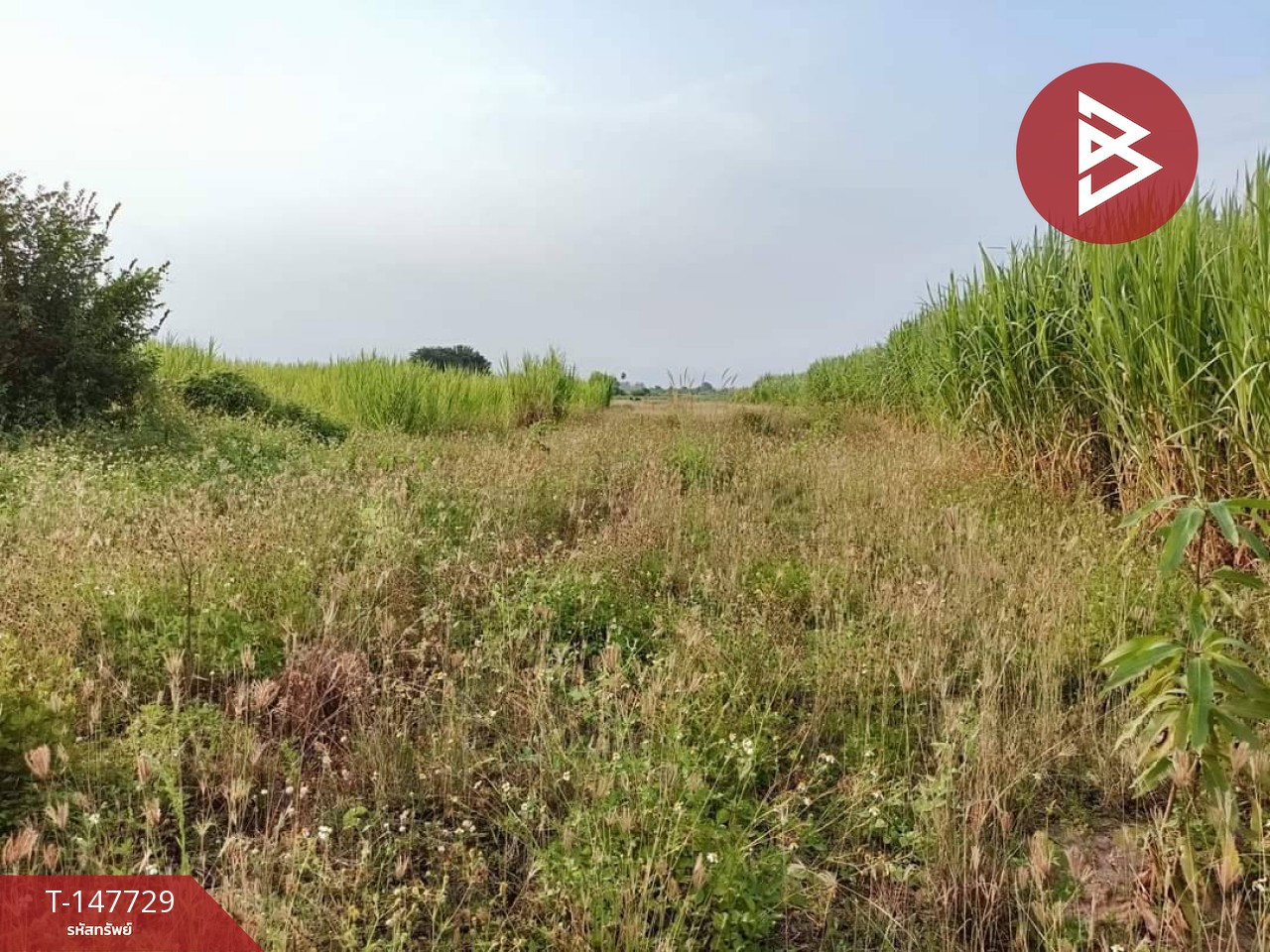 ขายที่ดิน เนื้อที่ 1 ไร่ 3 งาน 98 ตร.วา เวียงหนองล่อง ลำพูน – รูปที่ 2