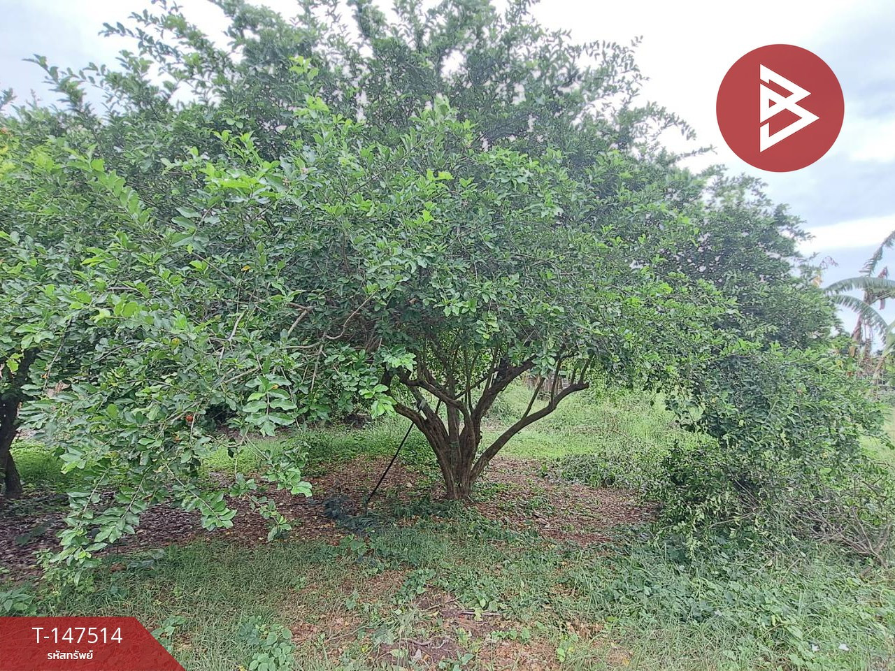 Urgent sale of land, area 168 square meters, Ban Prok 49, Samut Songkhram. – รูปที่ 3