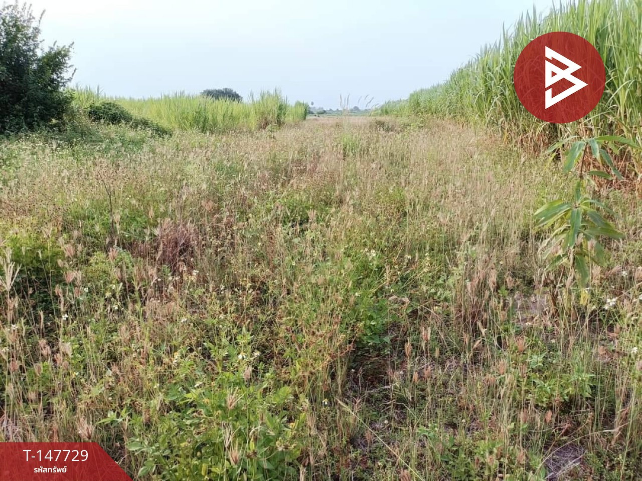 ขายที่ดิน เนื้อที่ 1 ไร่ 3 งาน 98 ตร.วา เวียงหนองล่อง ลำพูน – รูปที่ 4
