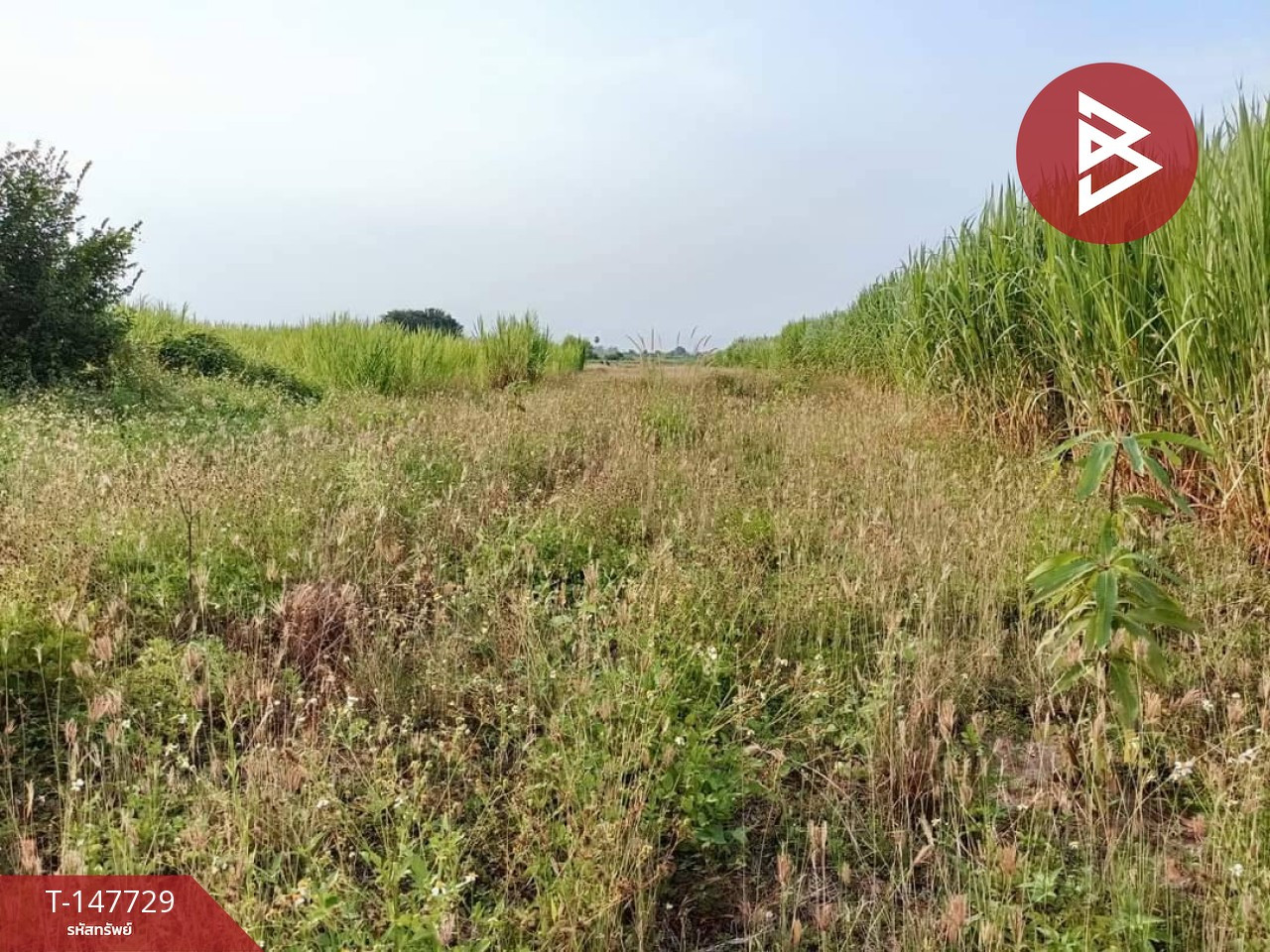 ขายที่ดิน เนื้อที่ 1 ไร่ 3 งาน 98 ตร.วา เวียงหนองล่อง ลำพูน – รูปที่ 3