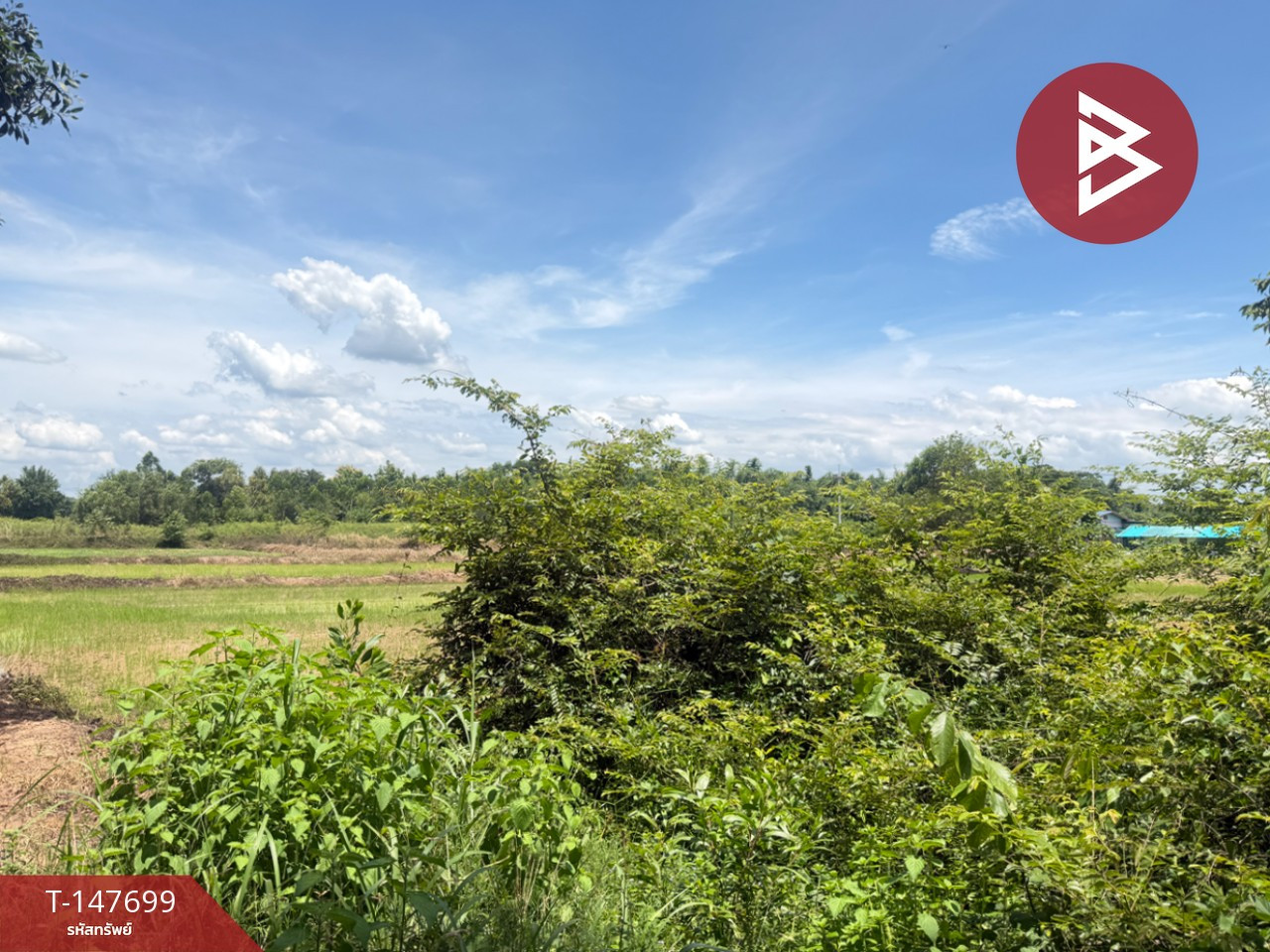 ขายที่ดิน เนื้อที่ 12 ไร่ 2 งาน 95 ตร.วา พนมสารคาม ฉะเชิงเทรา – รูปที่ 3