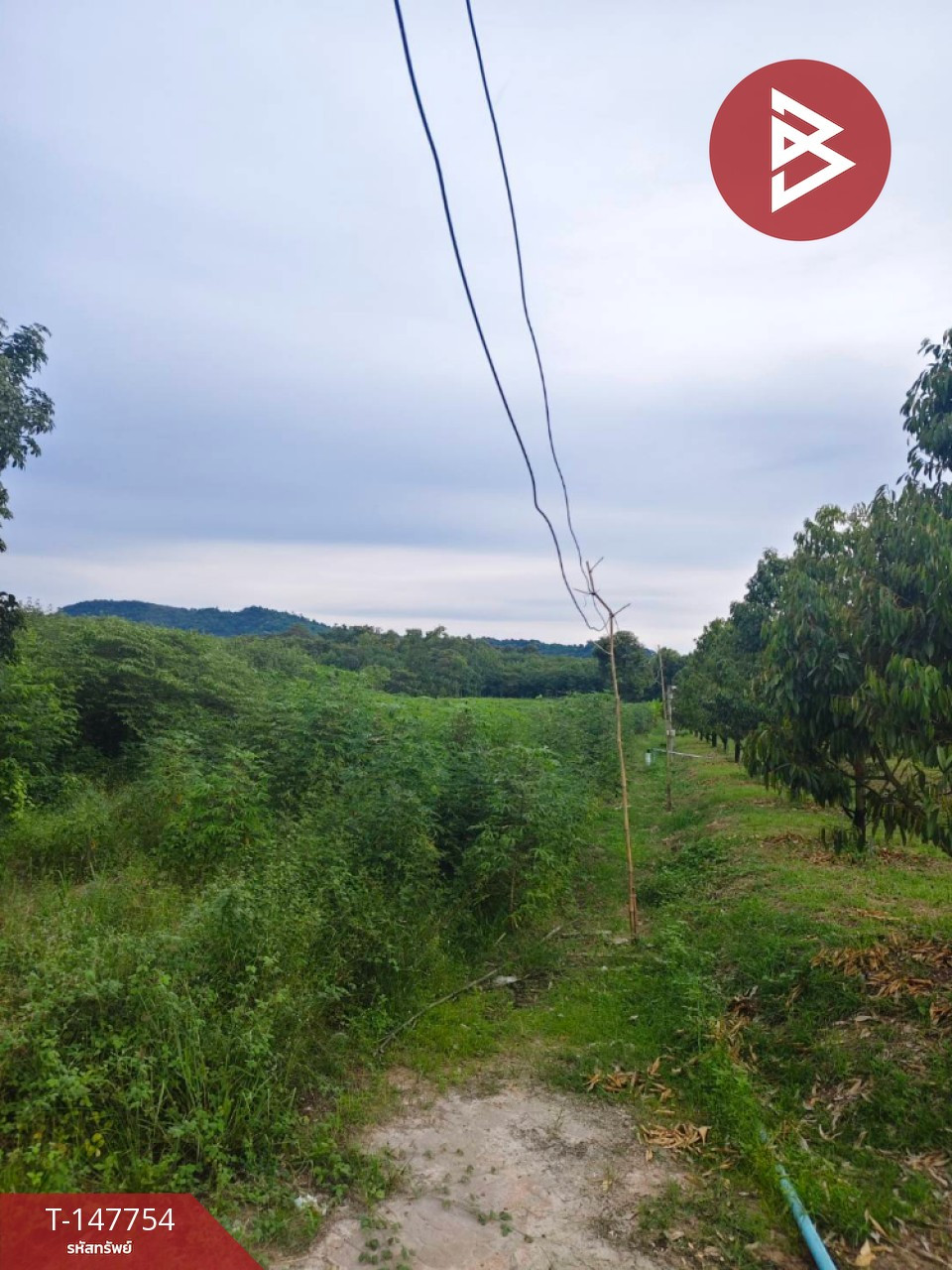 ขายที่ดิน เนื้อที่ 5 ไร่ 61.5 ตร.วา บ้านค่าย ระยอง – รูปที่ 4