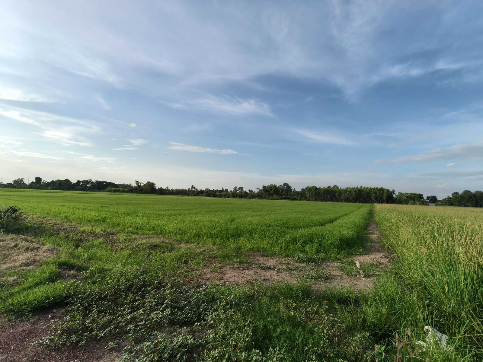 ที่ดินแปลงสวยเนื้อที่8 ไร่กว่า ใกล้ม.นเรศวร – รูปที่ 4