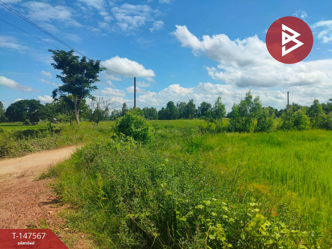 Land for sale, area 44 rai 2 ngan 37 sq m, Kong Krailat, Sukhothai. – รูปที่ 3