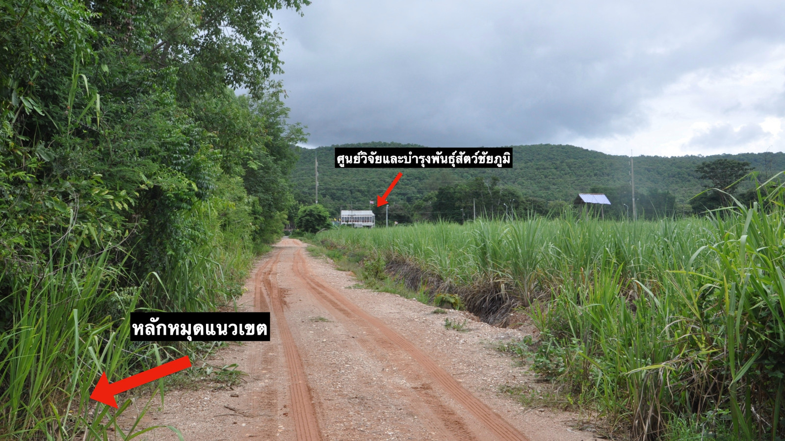 PZ1568 ขาย ที่ดิน 11 ไร่ 1 งาน 85 ตร.ว. วิวภูเขา ห่างถนนสีคิ้ว- เชียงคาน 200 เมตร และถนน Hightway (3058) 1.5 กิโลเมตร ตำบลห้วยไร่ อำเภอคอนสวรรค์ จังหวัดชัยภูมิ – รูปที่ 3