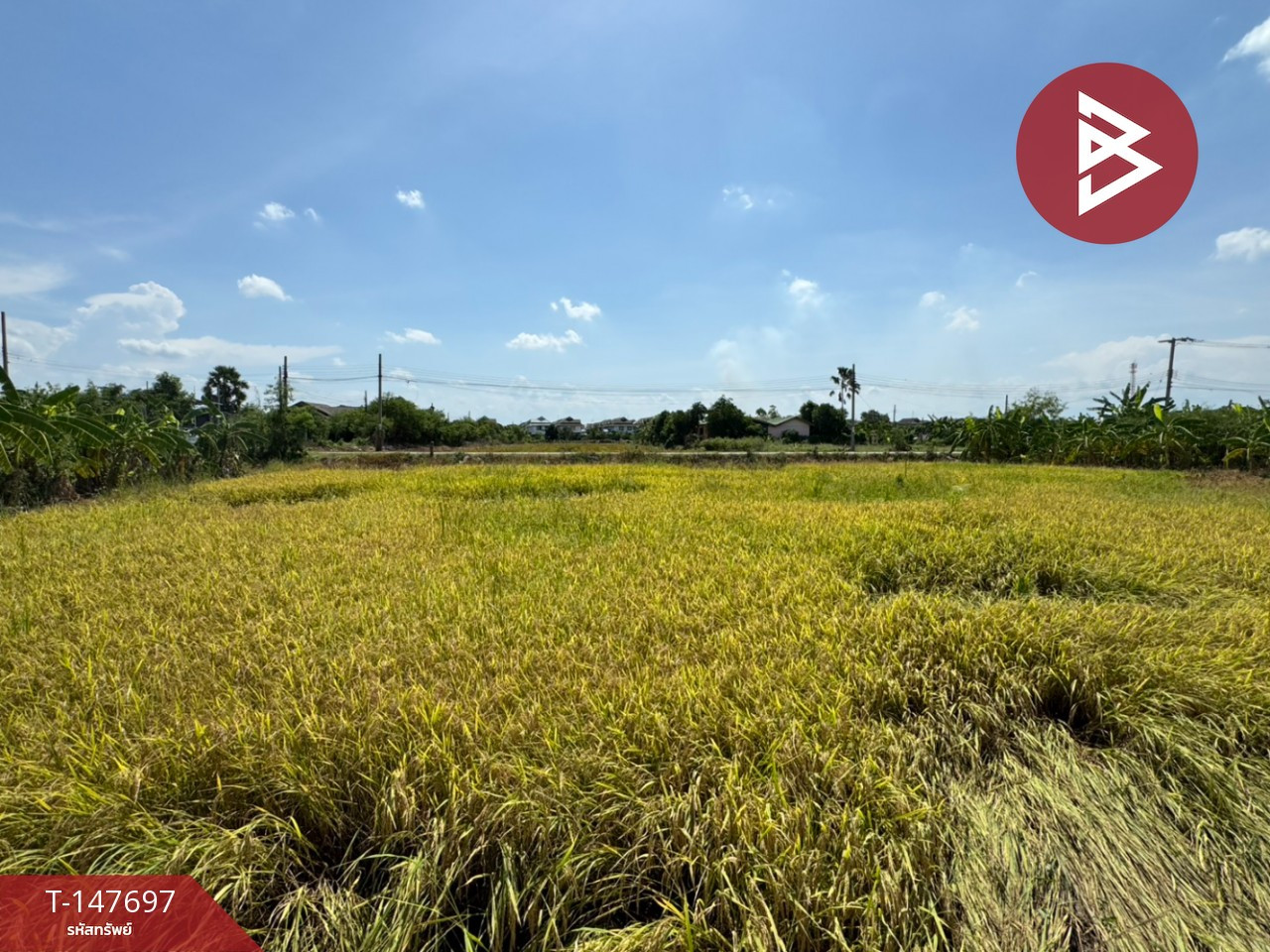 ขายที่ดินแปลงสวย เนื้อที่ 1 ไร่ บางบัวทอง นนทบุรี ทำเลดี ใกล้ถนนกาญจนาภิเษก – รูปที่ 4