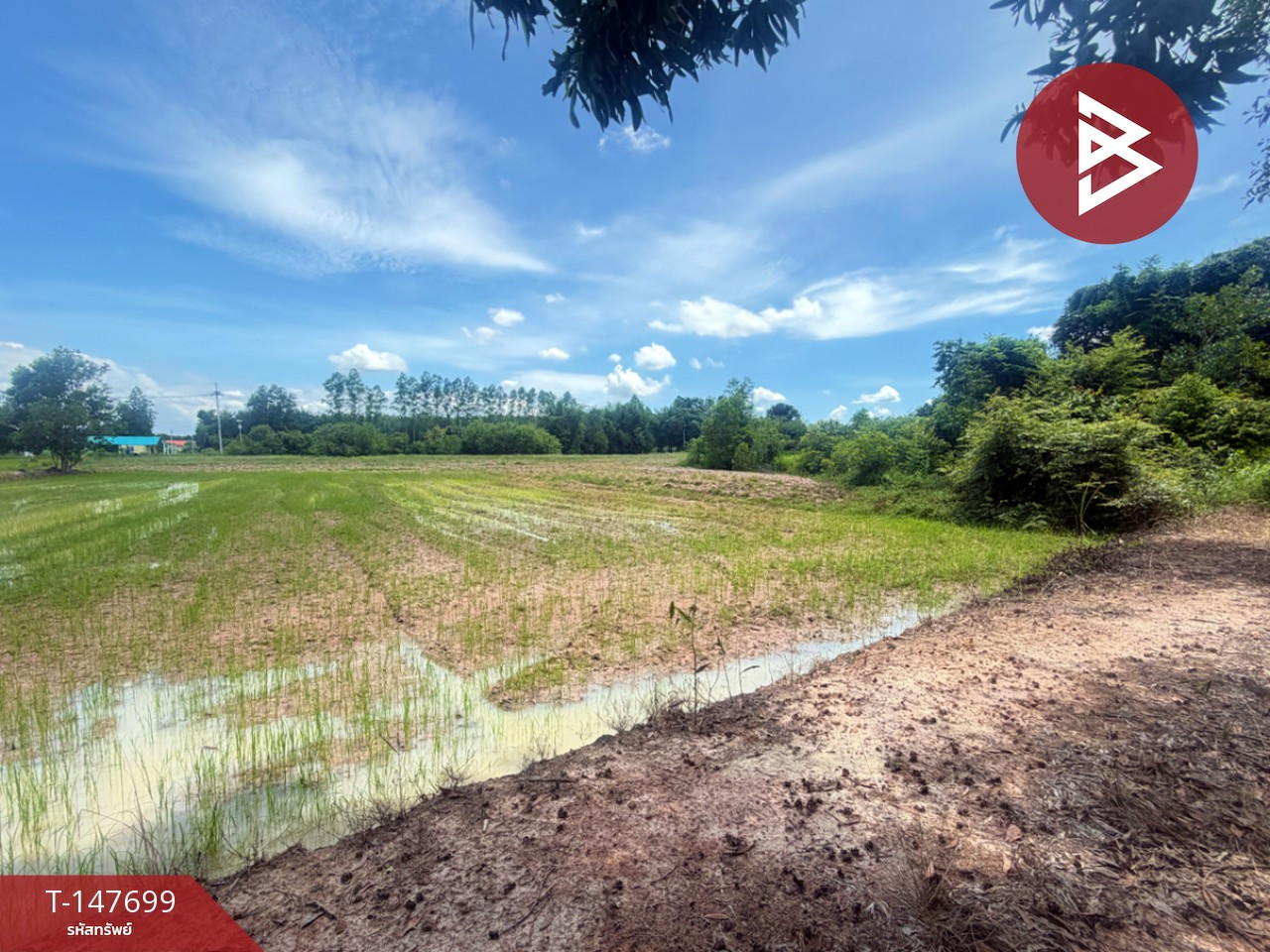 ขายที่ดิน เนื้อที่ 12 ไร่ 2 งาน 95 ตร.วา พนมสารคาม ฉะเชิงเทรา – รูปที่ 4