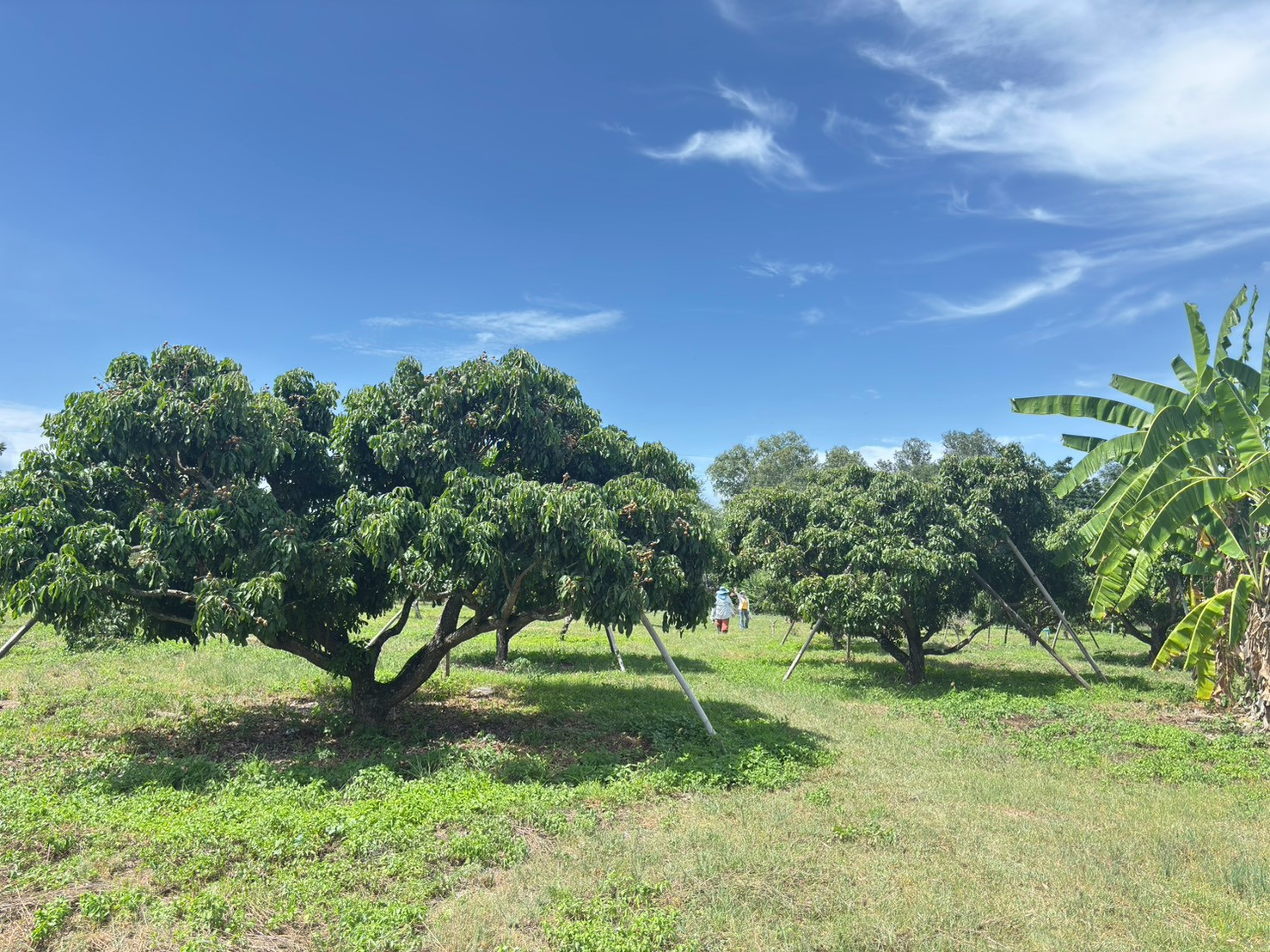 Longan orchard land for sale, beautiful view 🌳⛰️ Ban Hong District, Lamphun Province – รูปที่ 2