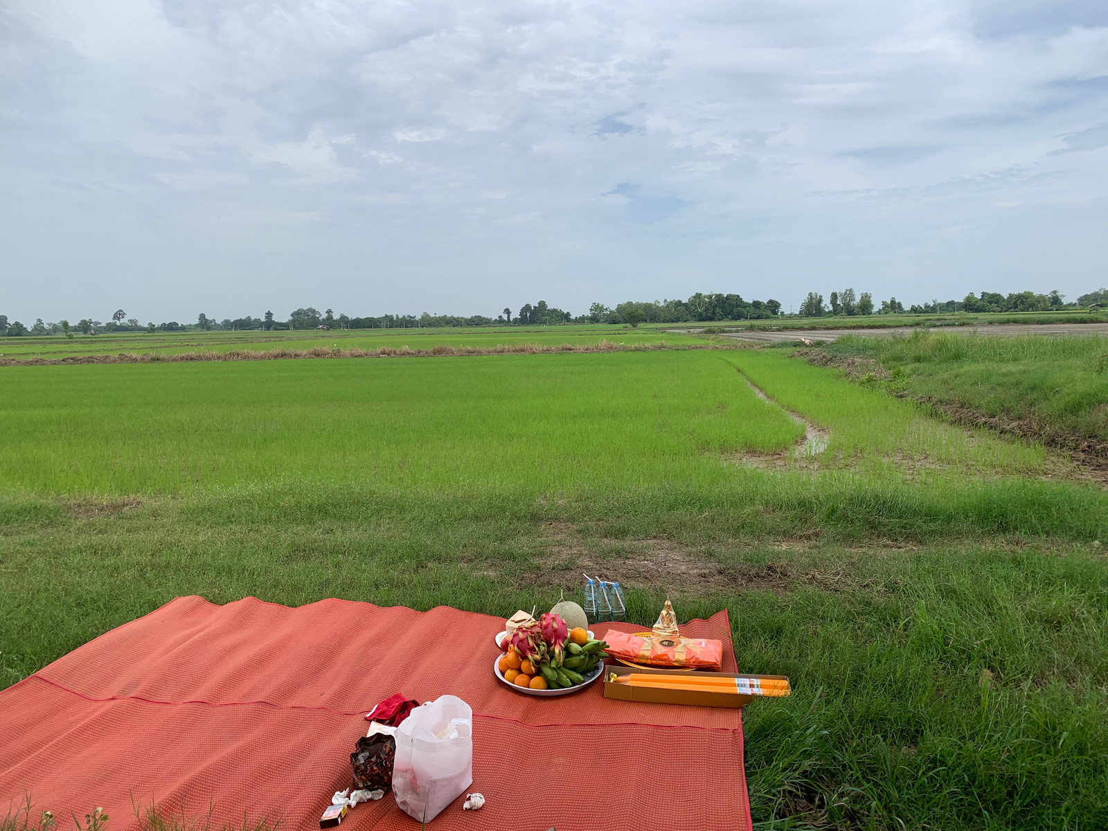 Land for sale, 11 rai 3 ngan, Bang Krathum District, Phitsanulok Province, good location, shady atmosphere. Suitable for investment – รูปที่ 2