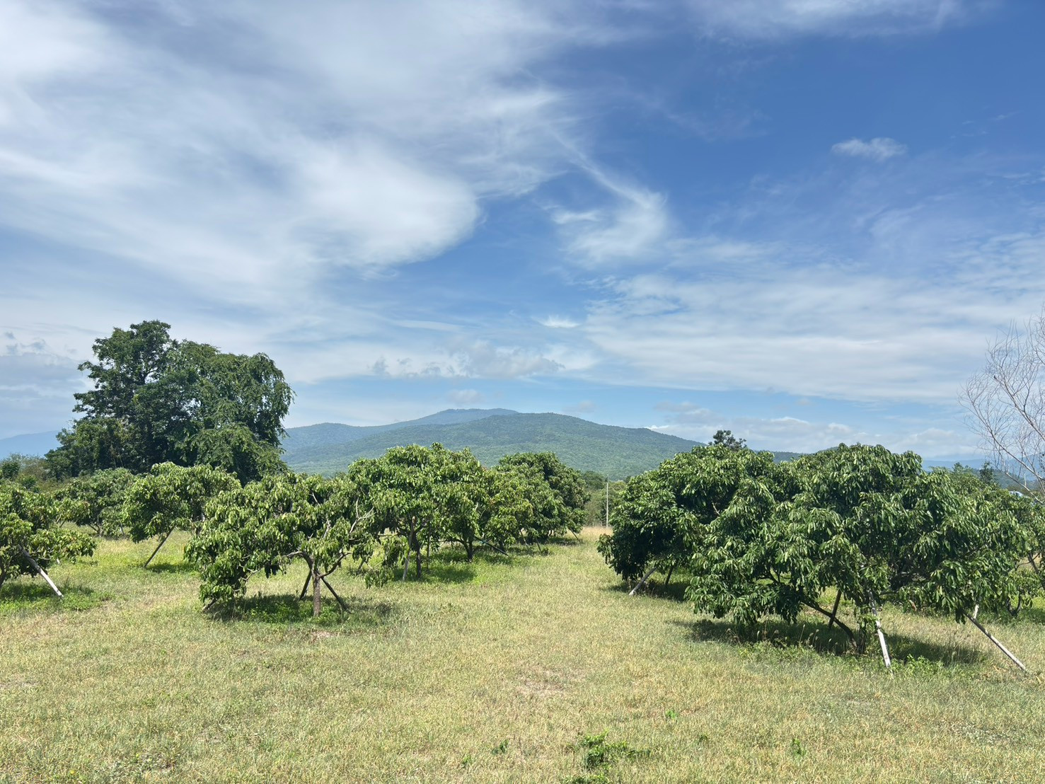 Longan orchard land for sale, beautiful view 🌳⛰️ Ban Hong District, Lamphun Province