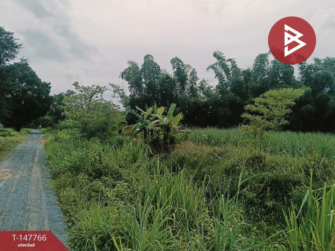 ขายที่ดิน เนื้อที่ 5 ไร่ 8.8 ตร.วา เวียงเก่า ขอนแก่น – รูปที่ 2