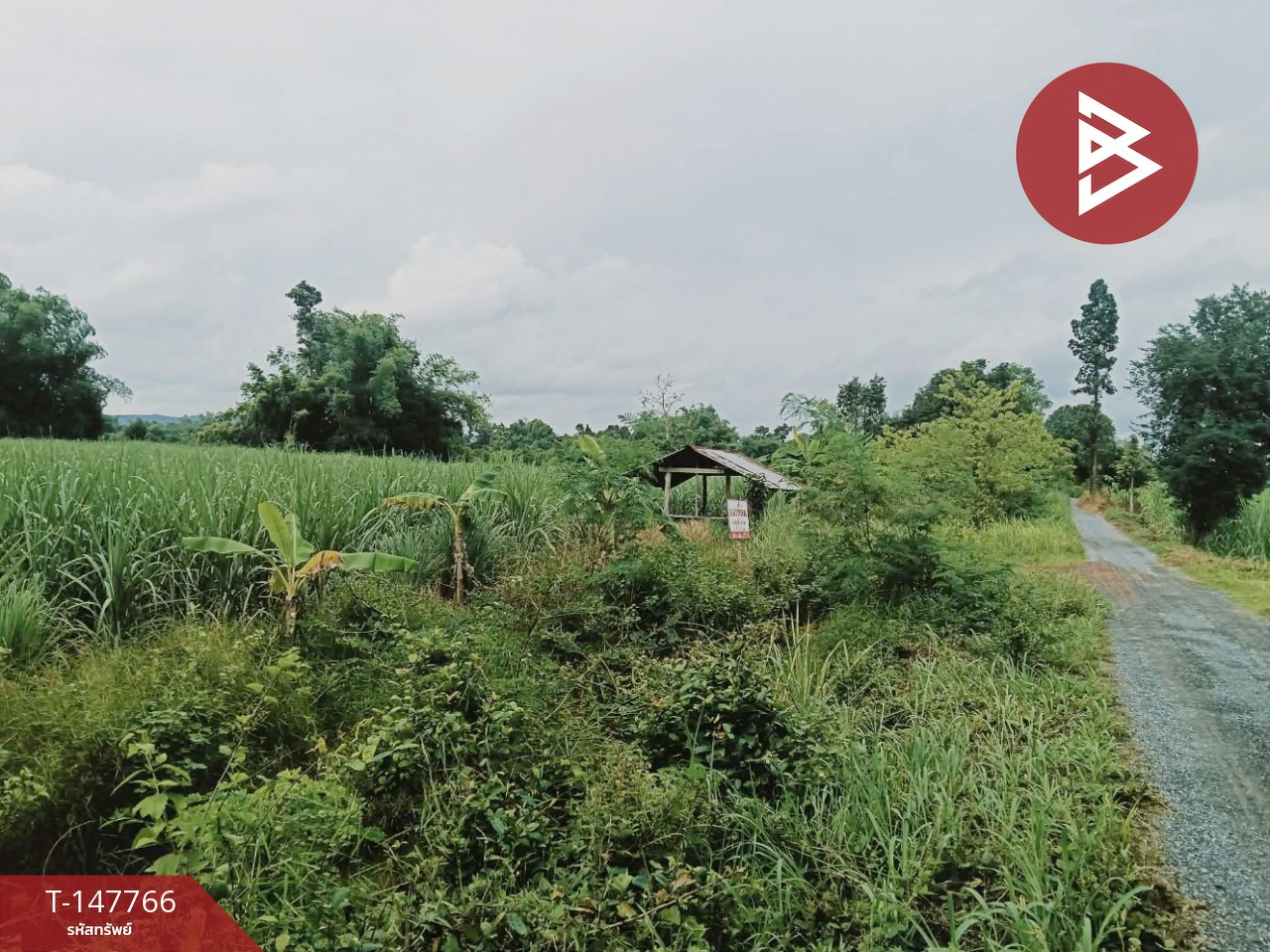 ขายที่ดิน เนื้อที่ 5 ไร่ 8.8 ตร.วา เวียงเก่า ขอนแก่น – รูปที่ 4