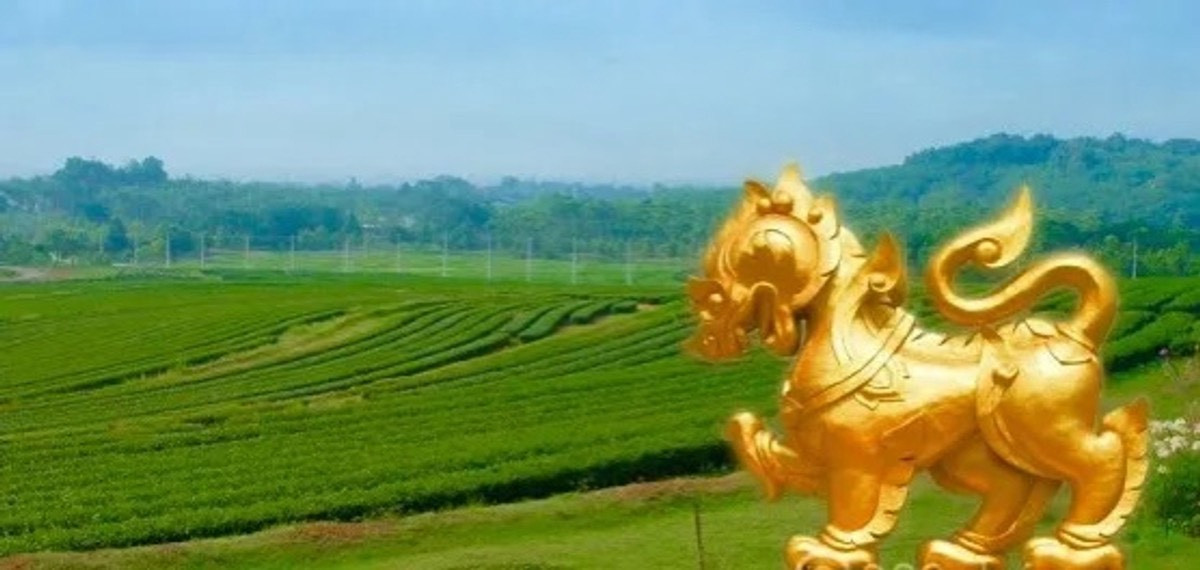 ขายที่ดินพรีเมียมติด Singha Park เชียงราย | 14 ไร่ | วิวภูเขาพาโนรามา – รูปที่ 4