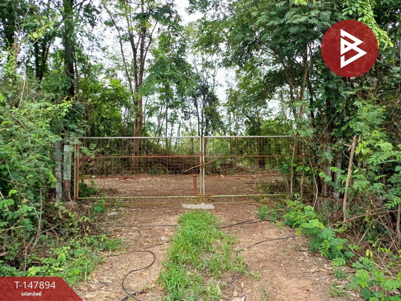 Land for sale, area 8 rai, Taphan Hin, Phichit Land for sale, area 8 rai, Taphan Hin, Phichit