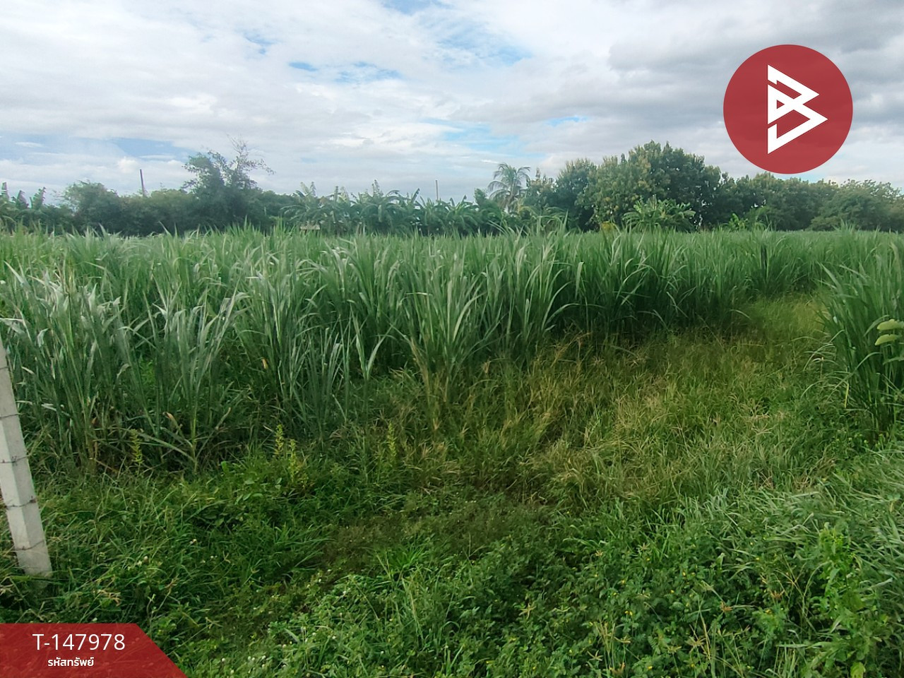 Land for sale, area 3 rai 19 sq m, Photharam, Ratchaburi. – รูปที่ 3