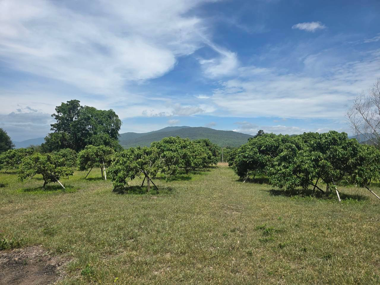 Longan orchard land for sale, beautiful view 🌳⛰️ Ban Hong District, Lamphun Province – รูปที่ 3