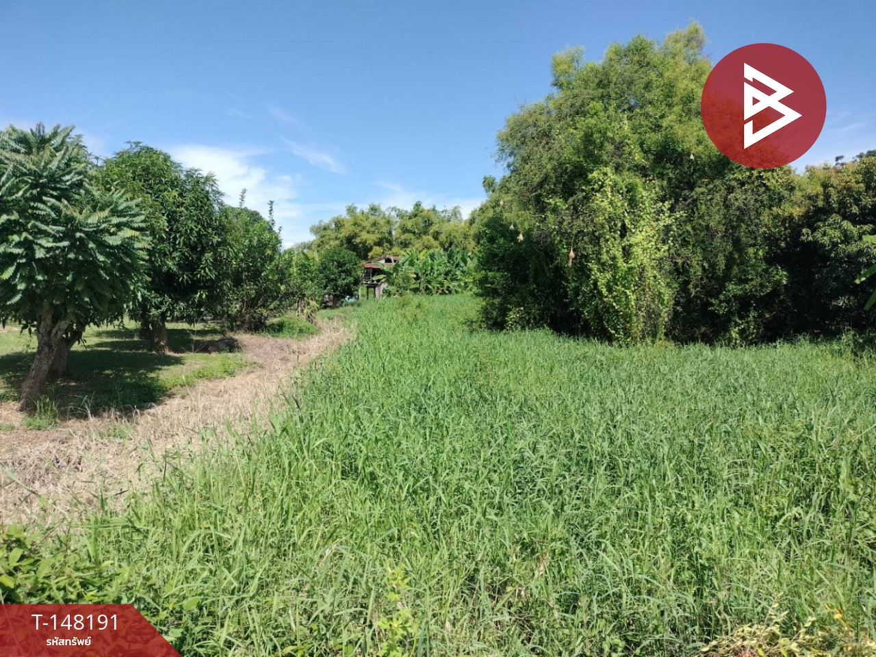 Beautiful plot of land for sale, area 3 ngan, 43.8 square meters, Wang Phikun, Phitsanulok. – รูปที่ 3