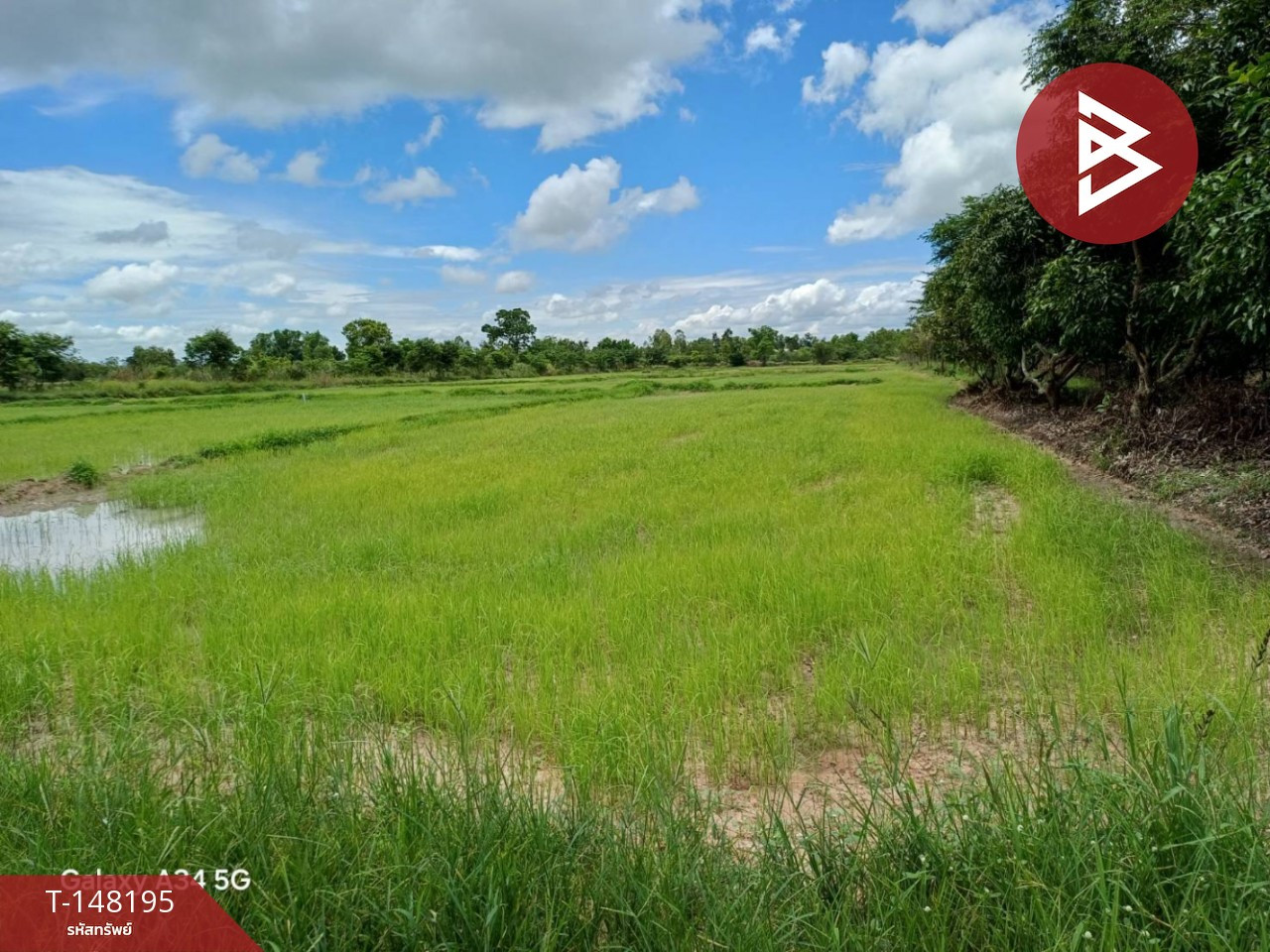 Land for sale, mango orchard with rice field, area 28 rai 49 square wah, Tha Yim Subdistrict, Phichit. Land for sale, mango orchard with rice field, area 28 rai 49 square wah, Tha Yim Subdistrict, Phichit.