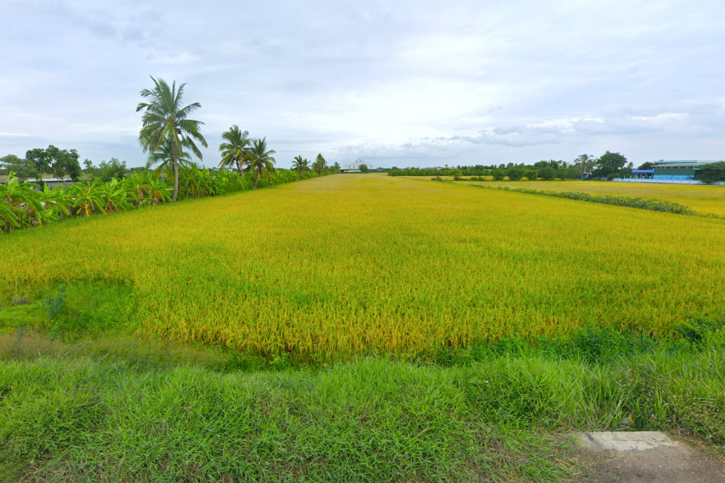 ขาย ที่ดิน ริมถนน นบ.3015 ไทรใหญ่ 9 ไร่ ผังสีม่วง เหมาะทำโรงงาน โกดัง DD – รูปที่ 3