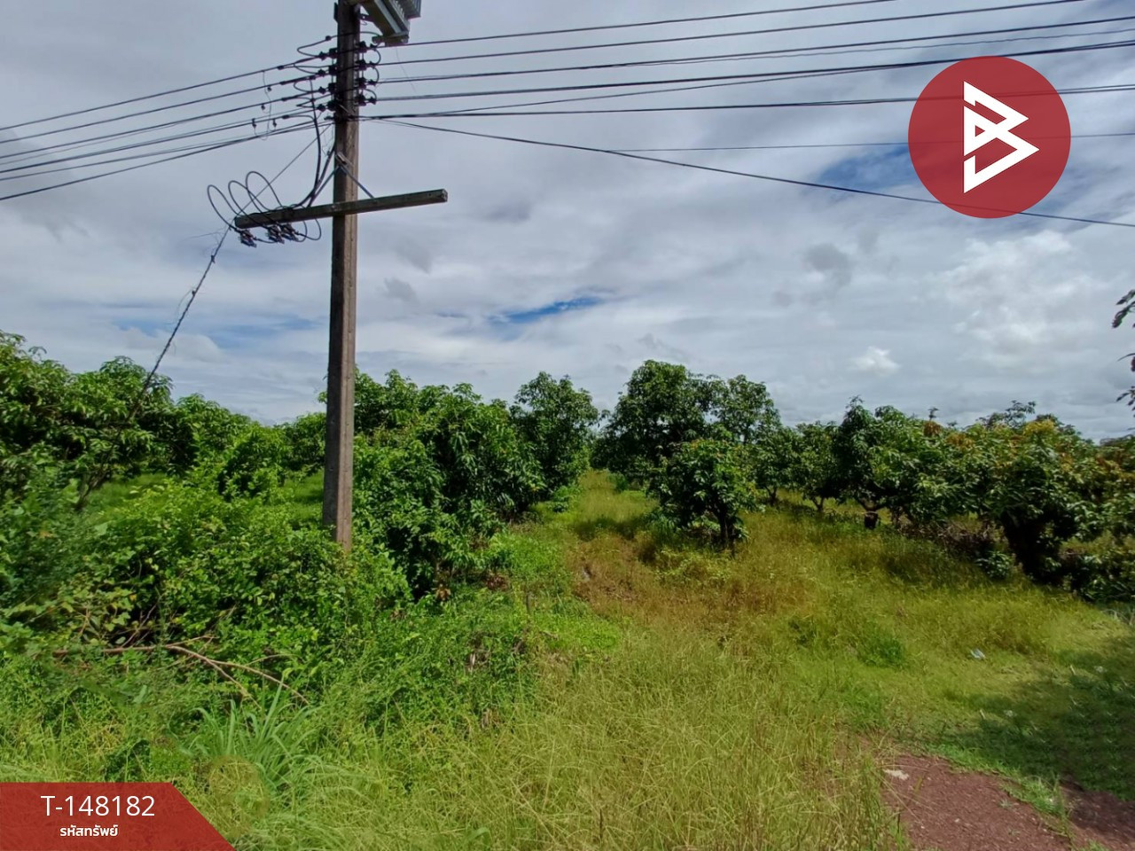  ขายที่ดินสวนมะม่วงแปลงสวย เนื้อที่ 7 ไร่ 74.2 ตร.วา สากเหล็ก พิจิตร ติดถนนใหญ่ – รูปที่ 4