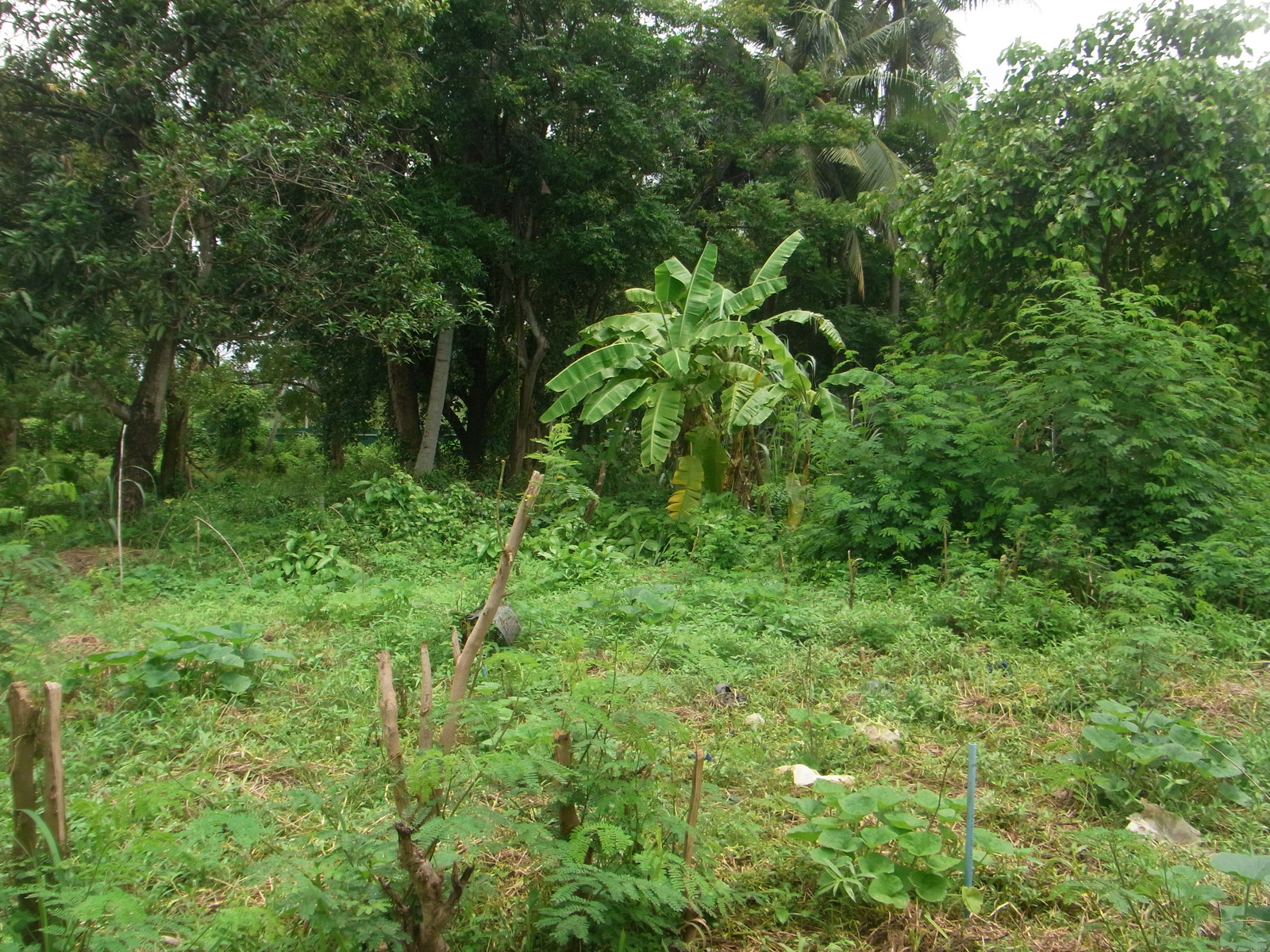 Land has been filled in, 121 square wah, starting from the entrance to Wat Phleng, Bang Khanun, Bang Kruai District, suitable for a house. Land has been filled in, 121 square wah, starting from the entrance to Wat Phleng, Bang Khanun, Bang Kruai District, suitable for a house.